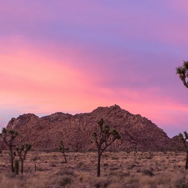 5 Things to Know Before Adventuring in Joshua Tree National Park