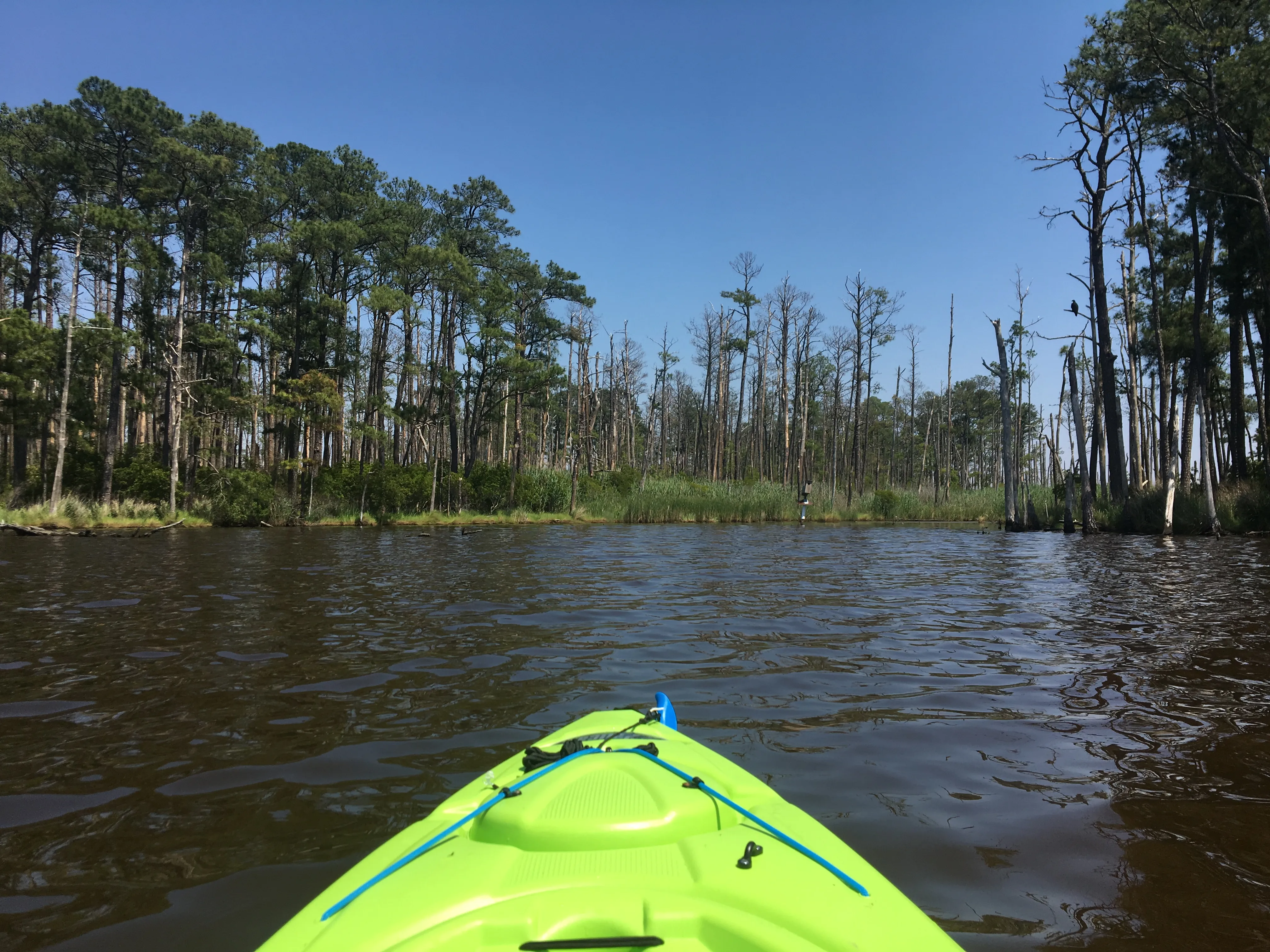 Kayak the Blackwater National Wildlife Refuge