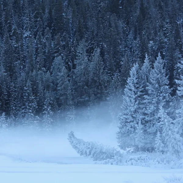8 Photos of Winter in Yellowstone National Park