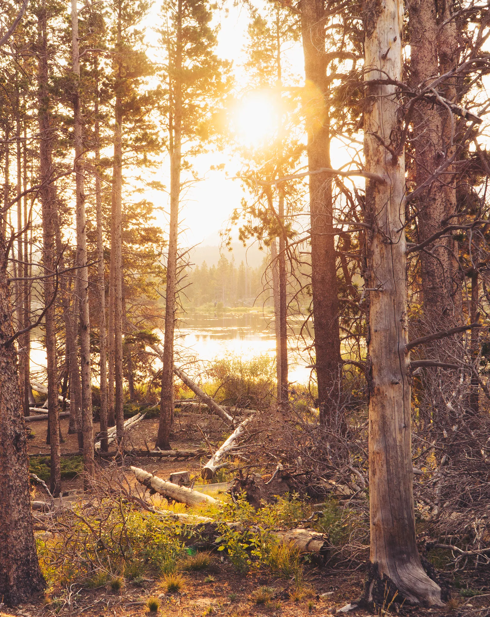 Sprague Lake Loop