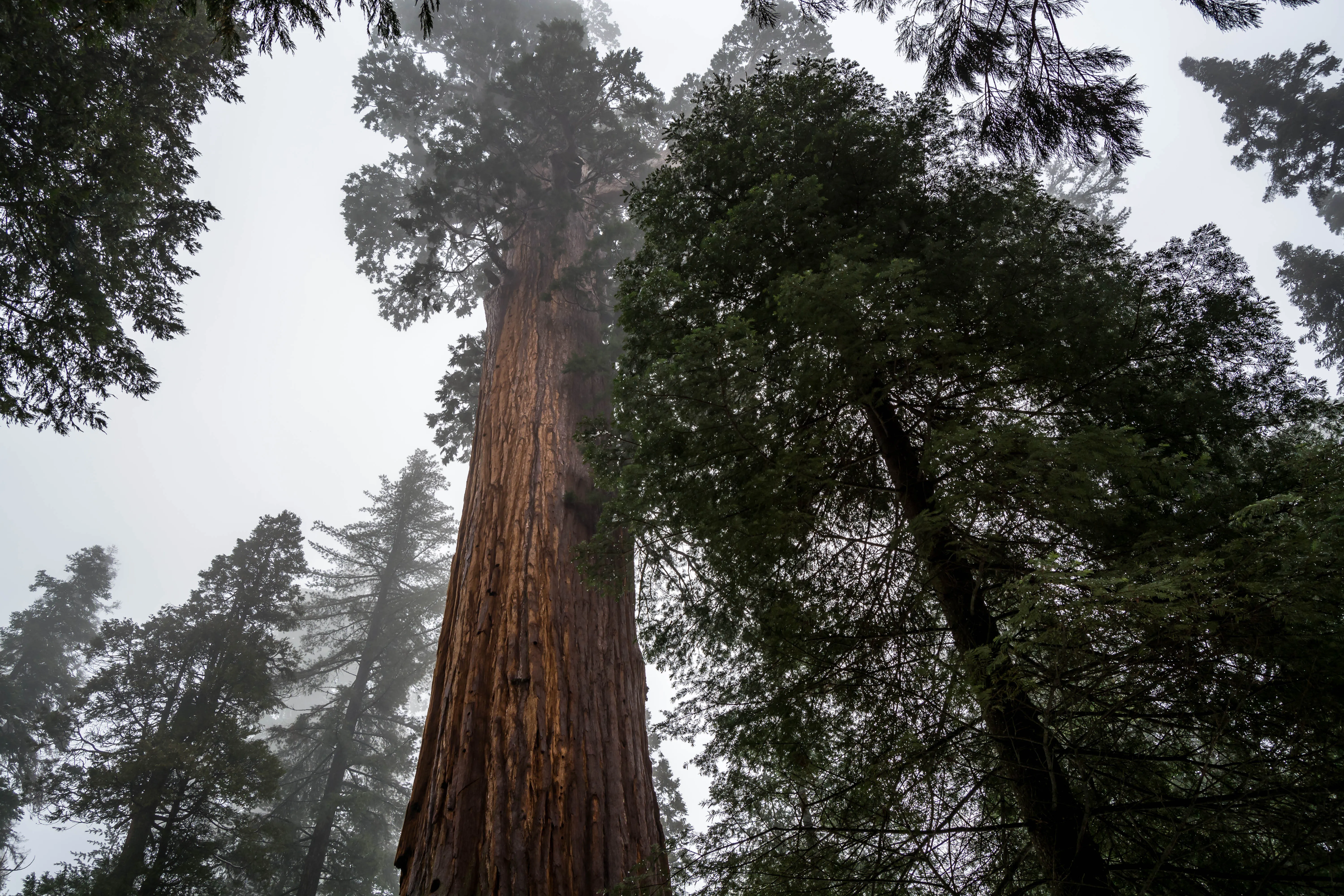 General Grant Tree Trail 
