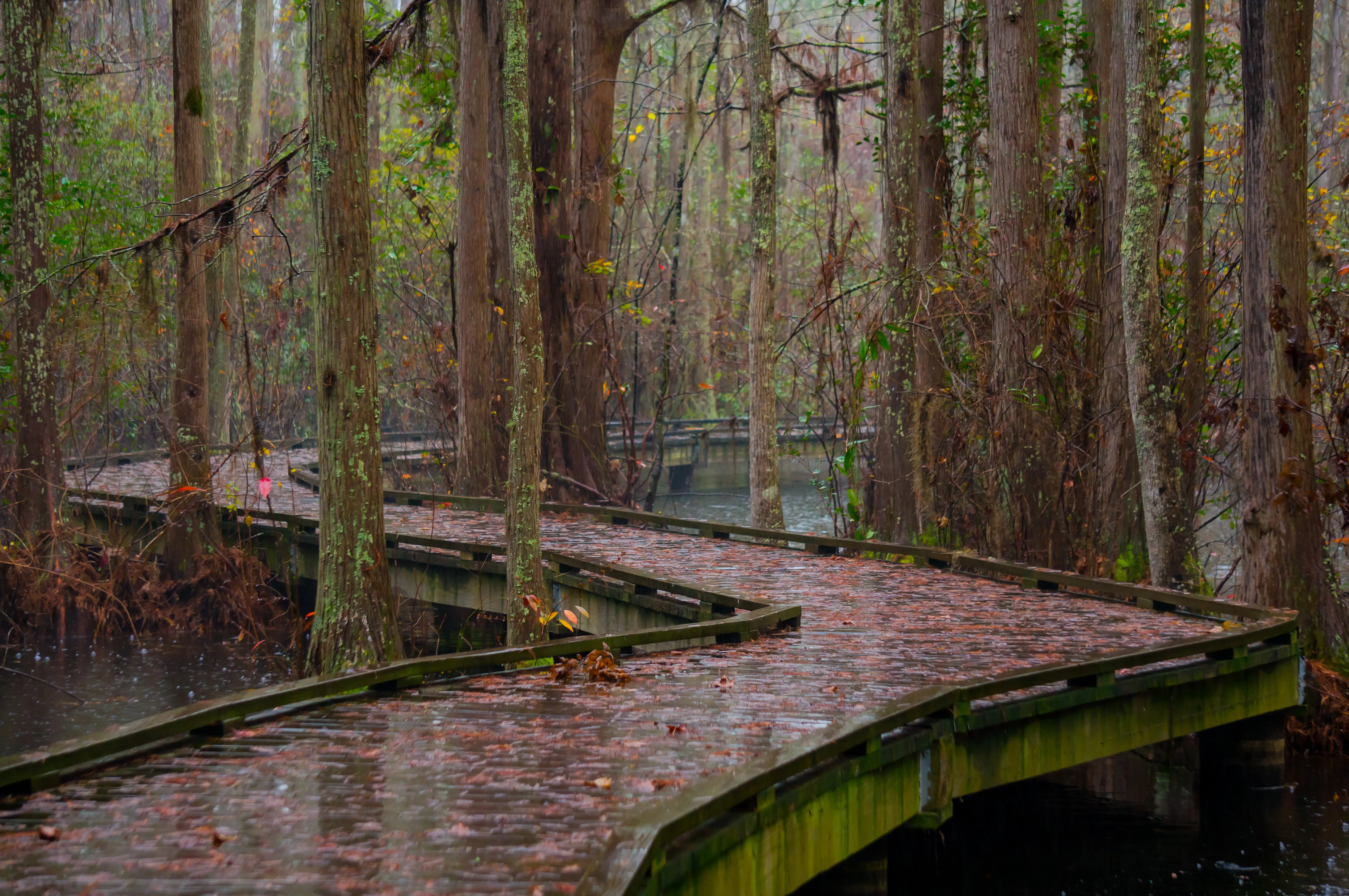 Hike the Nature Trail at Woods Bay State Park