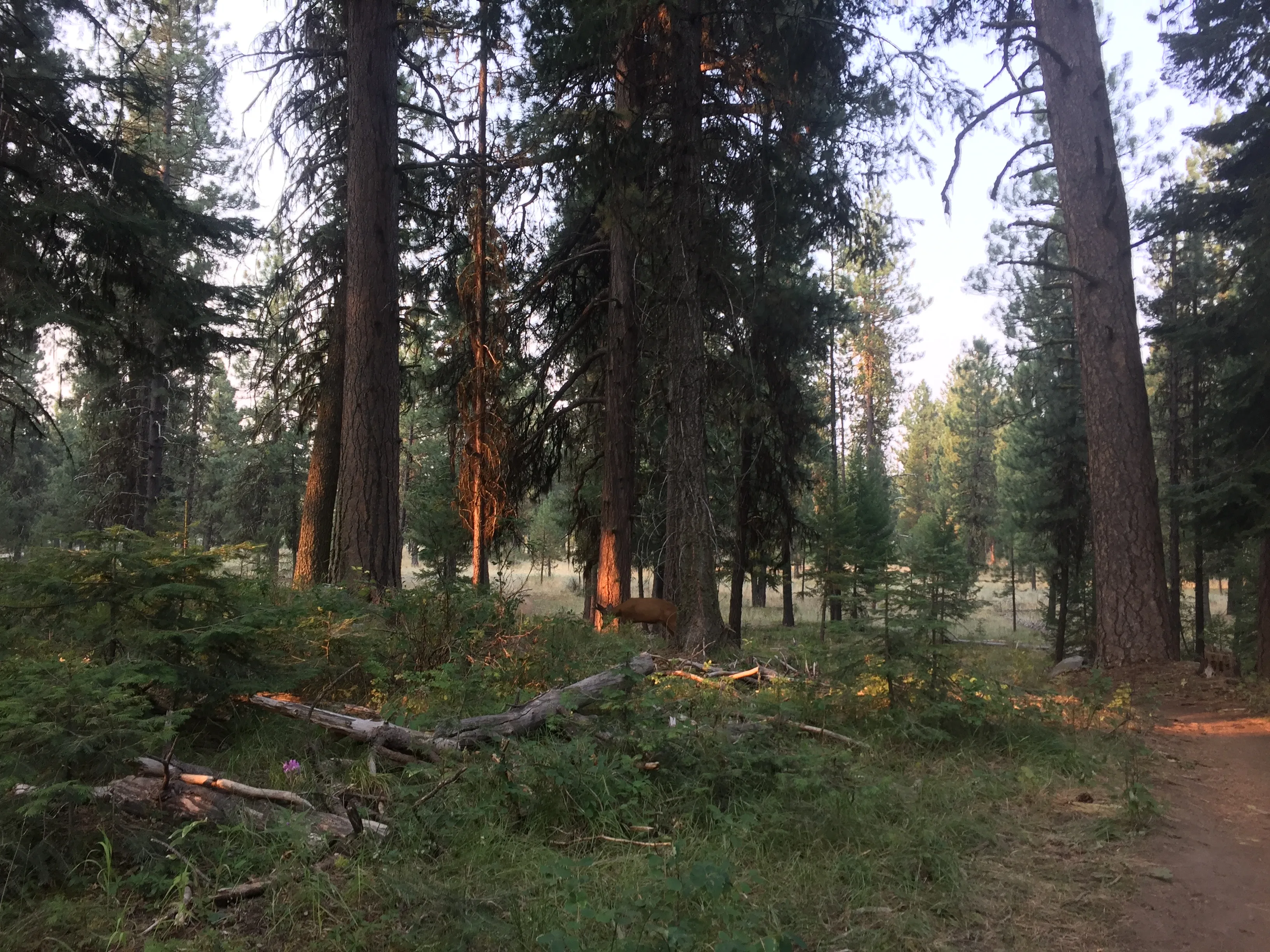 Mountain Bike the Huckleberry Bay Loop
