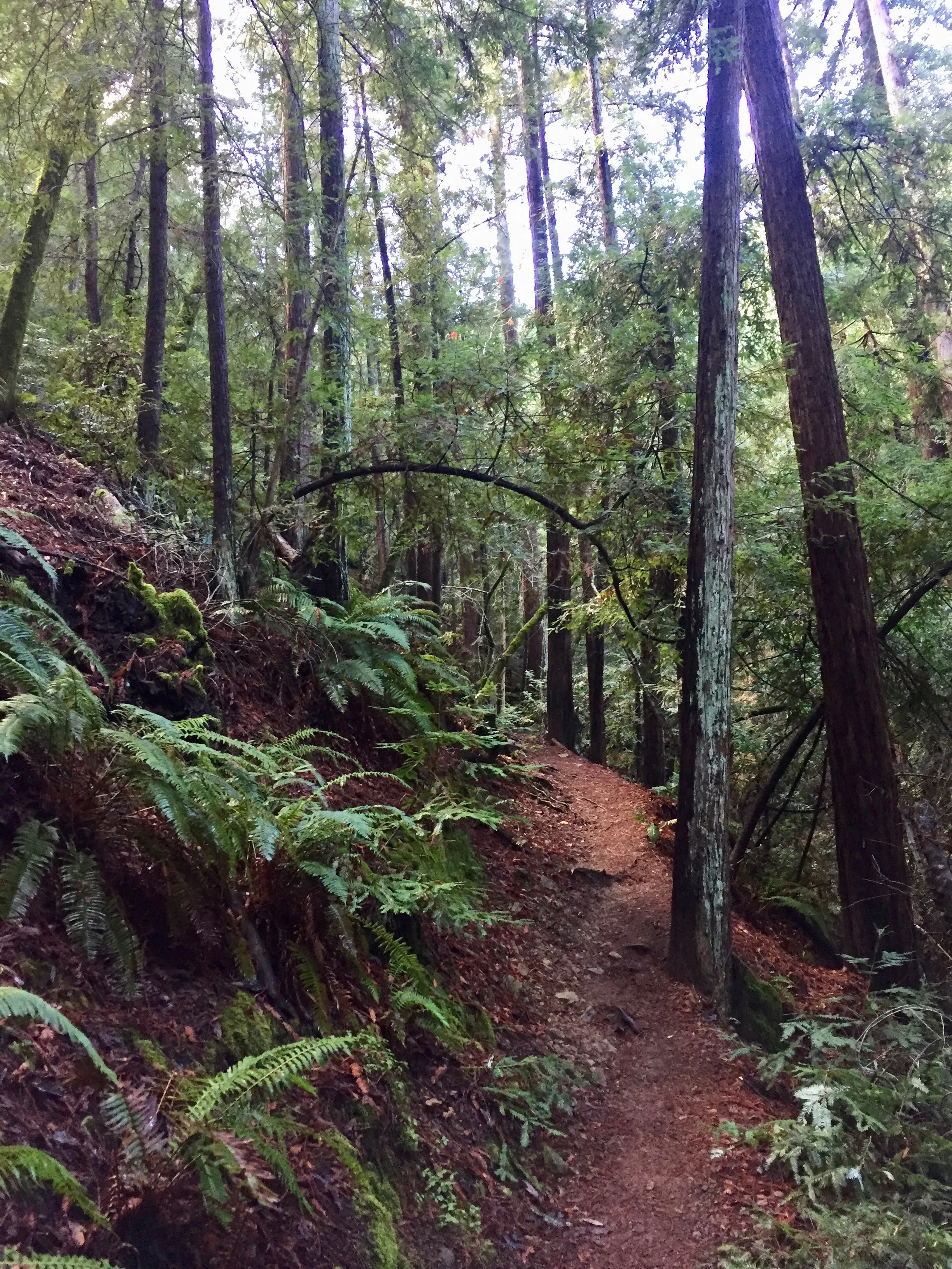 Dawn Falls Trail