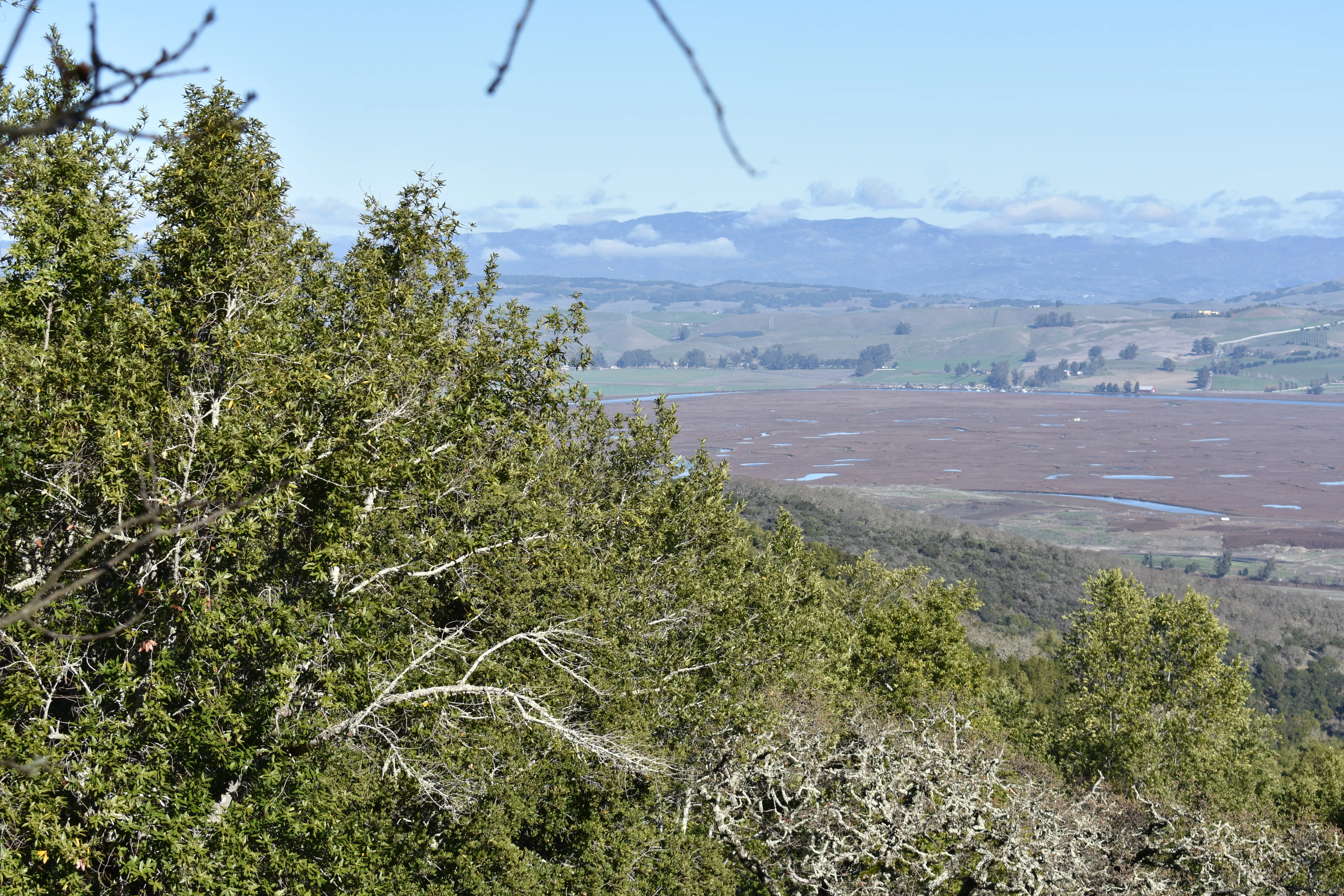 Mount Burdell Open Space Loop
