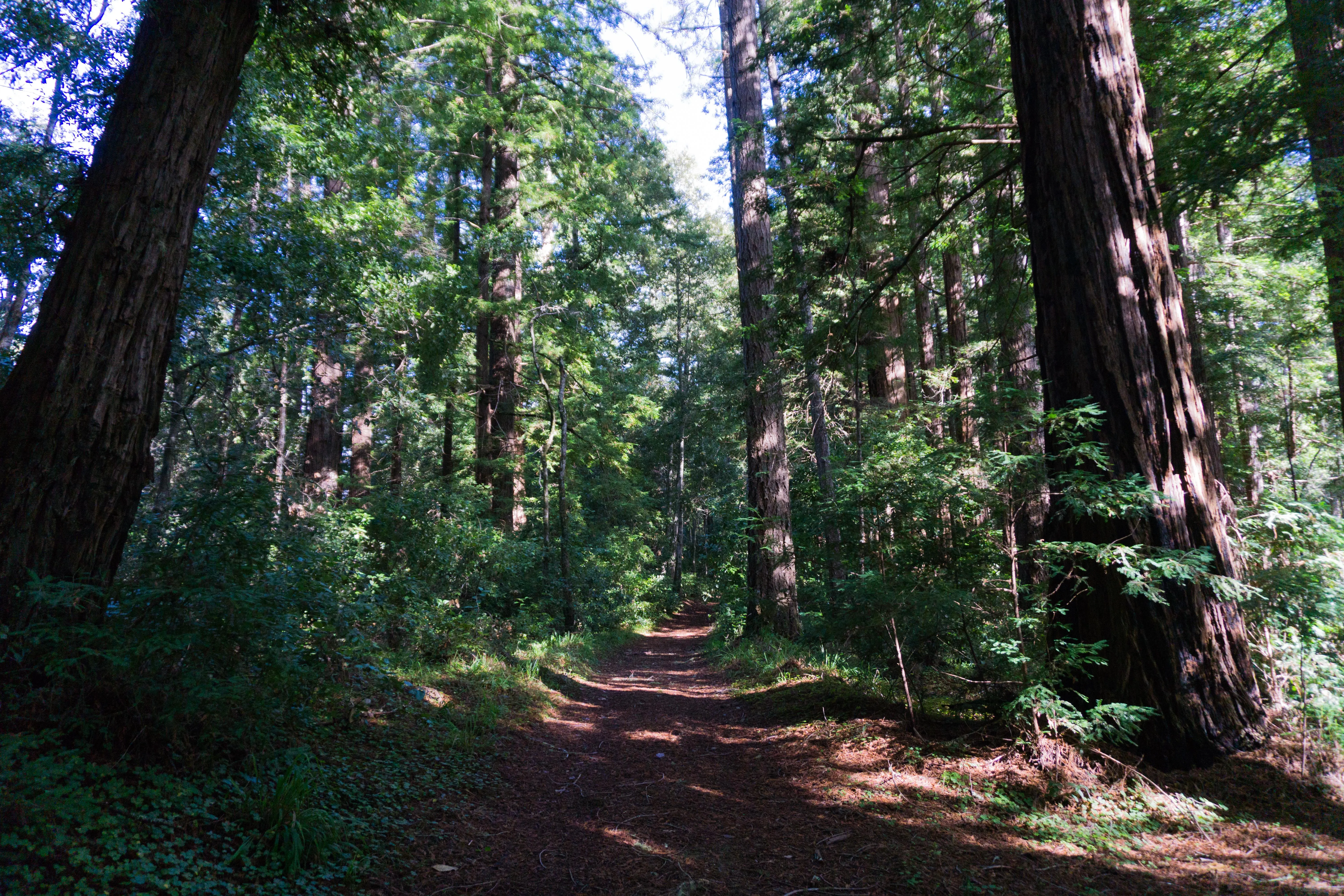 Brook Trail Loop