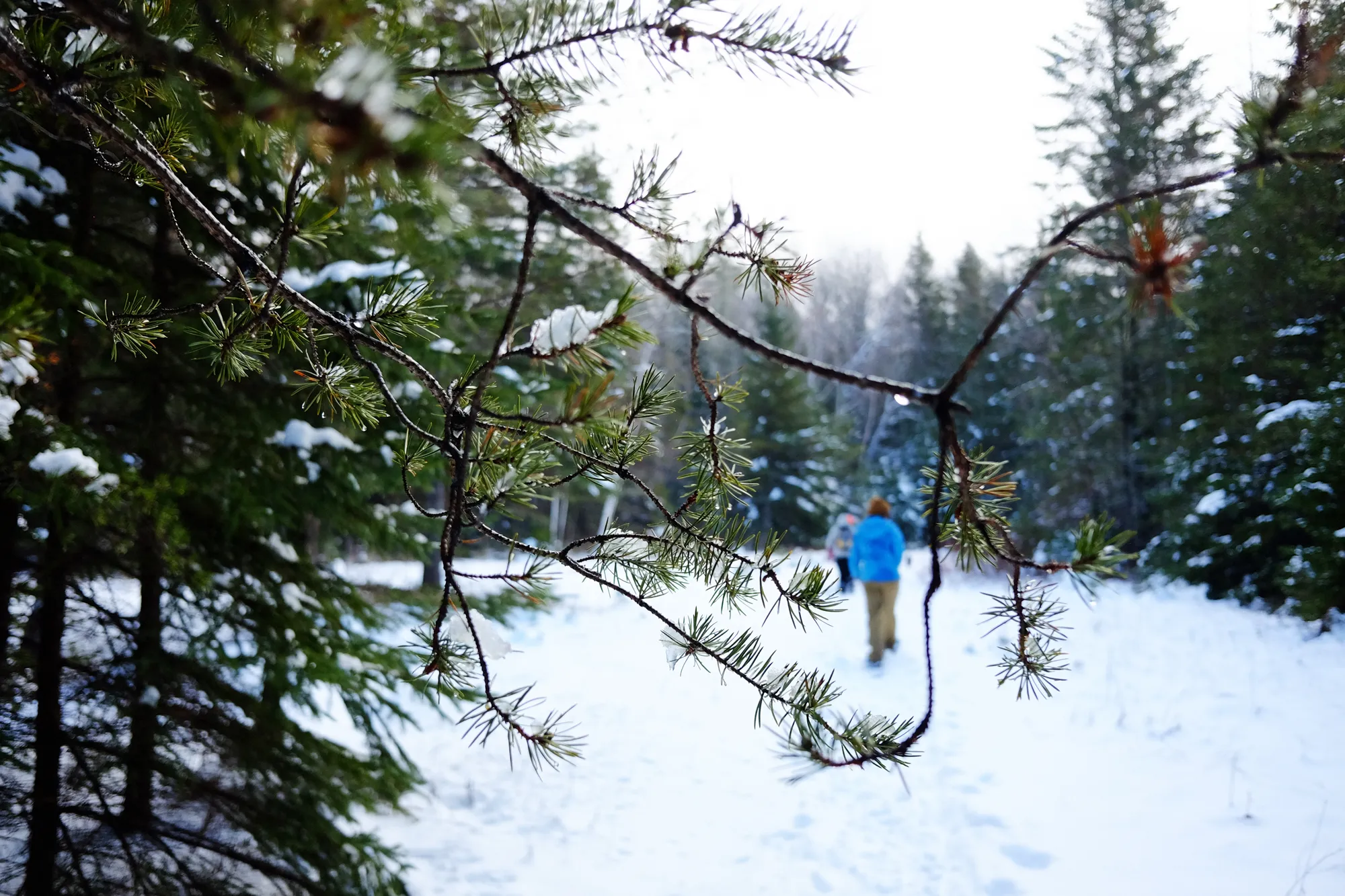 Snowshoe through White Rock Recreational Area