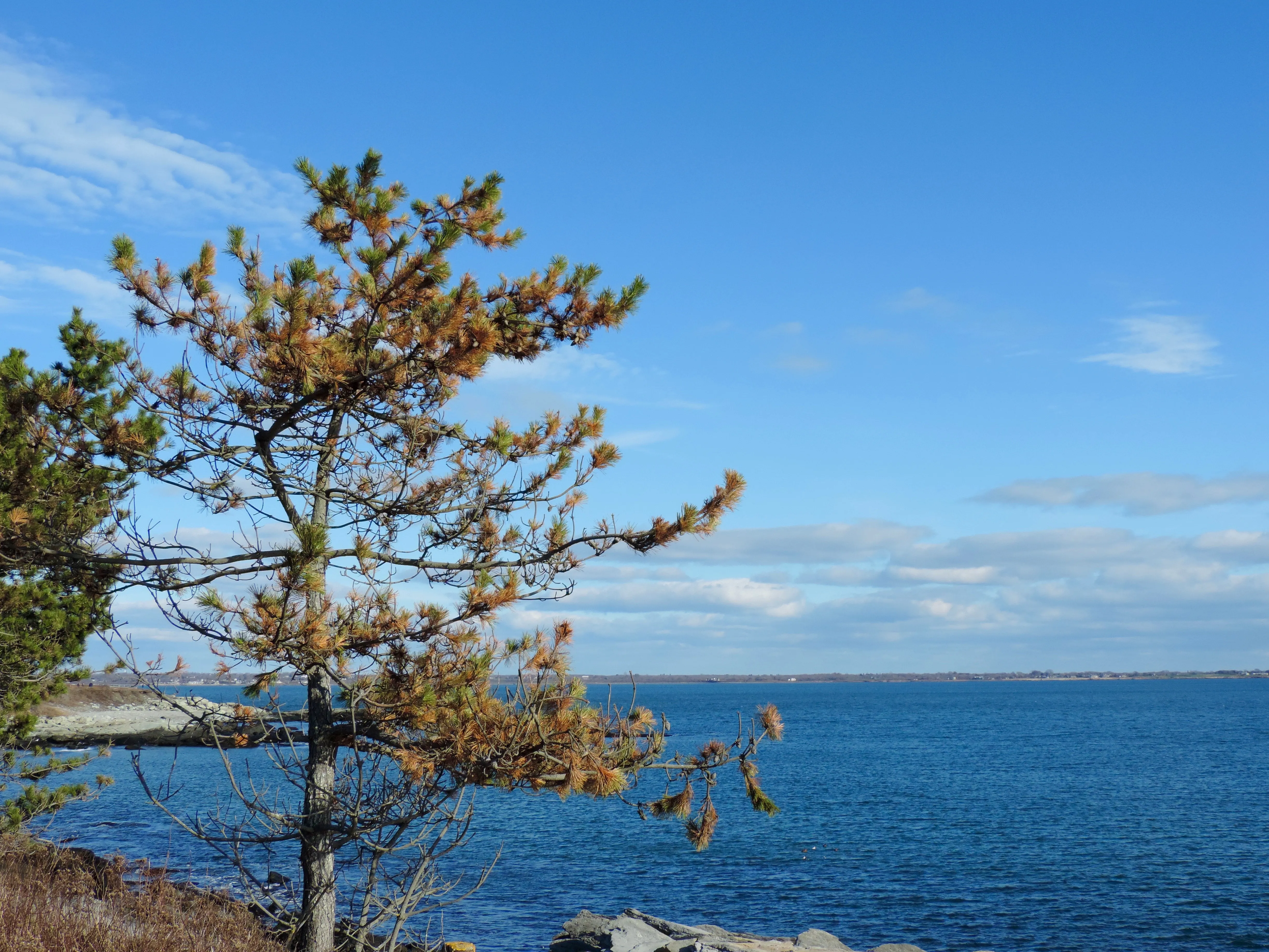 Birdwatch at Sachuest Point