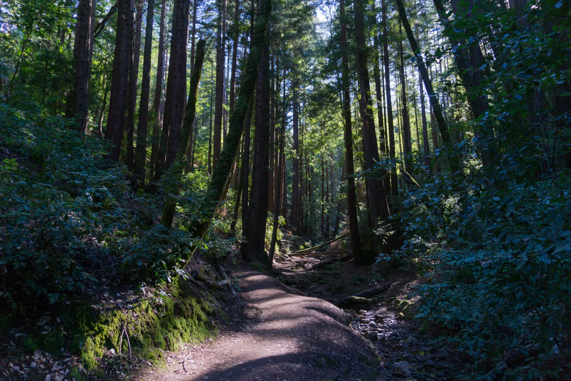 Crystal Springs Trail Loop
