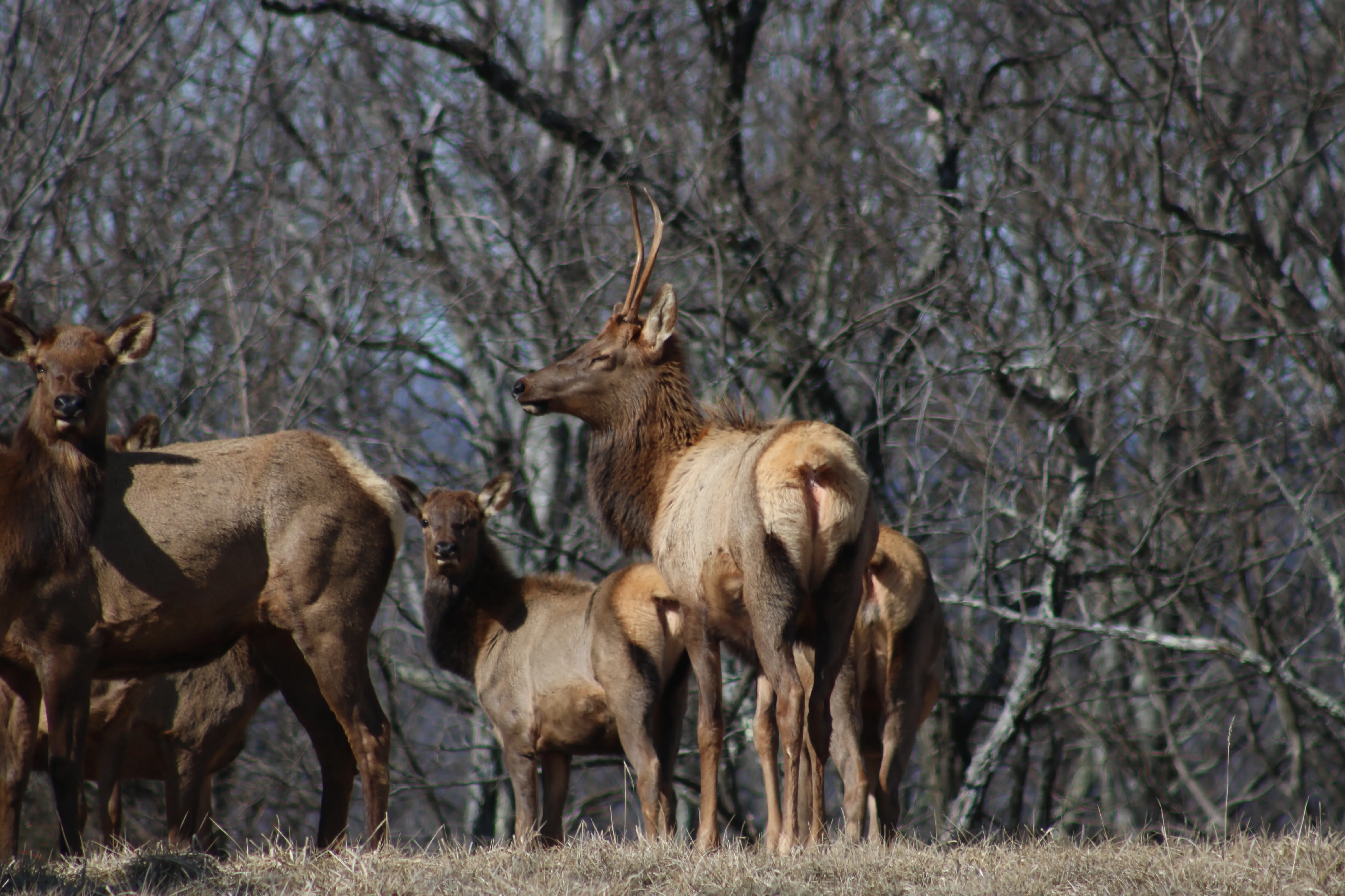 Hike to Hatfield Knob Elk Viewing Tower 