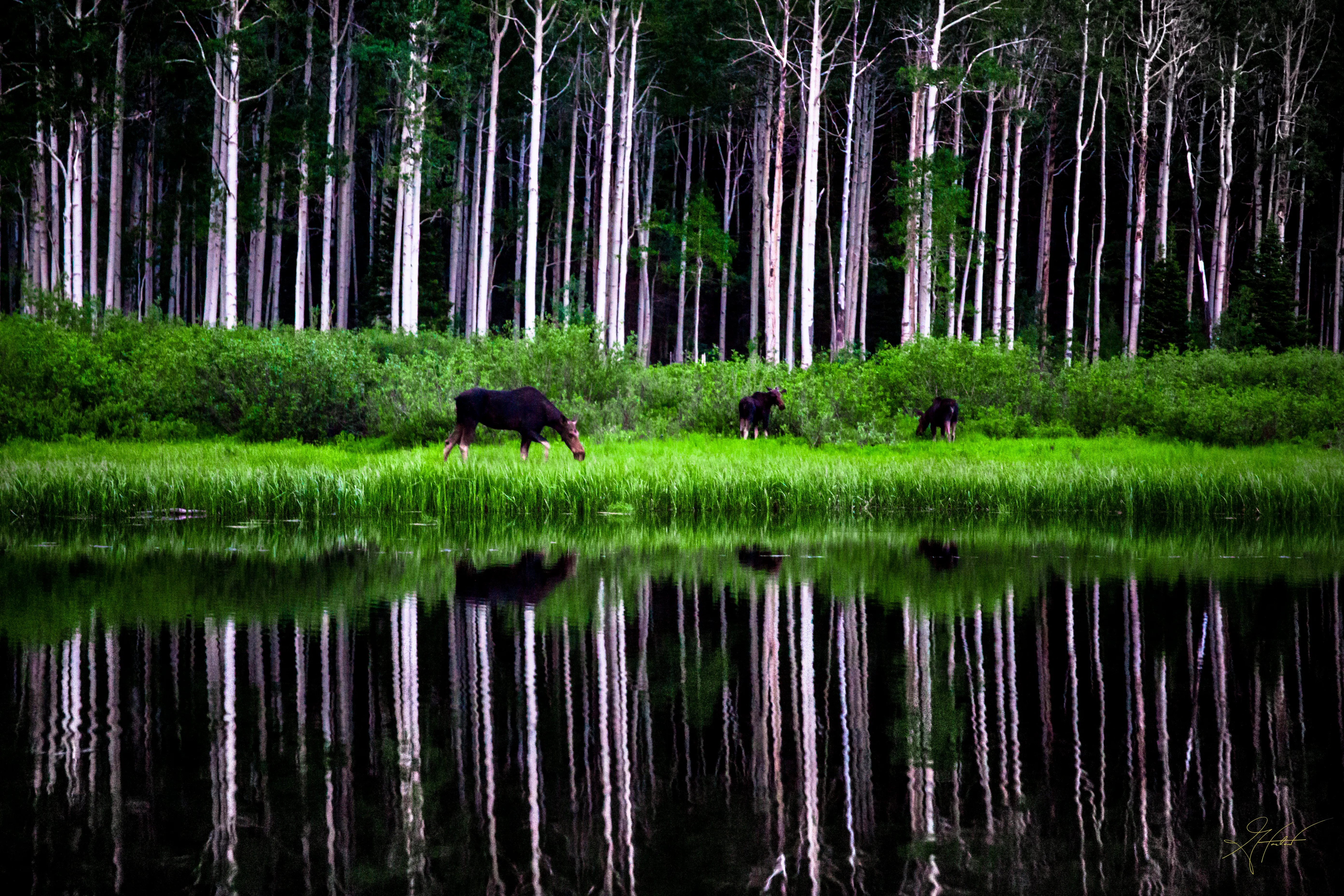 Photograph Wildlife at Willow Lake