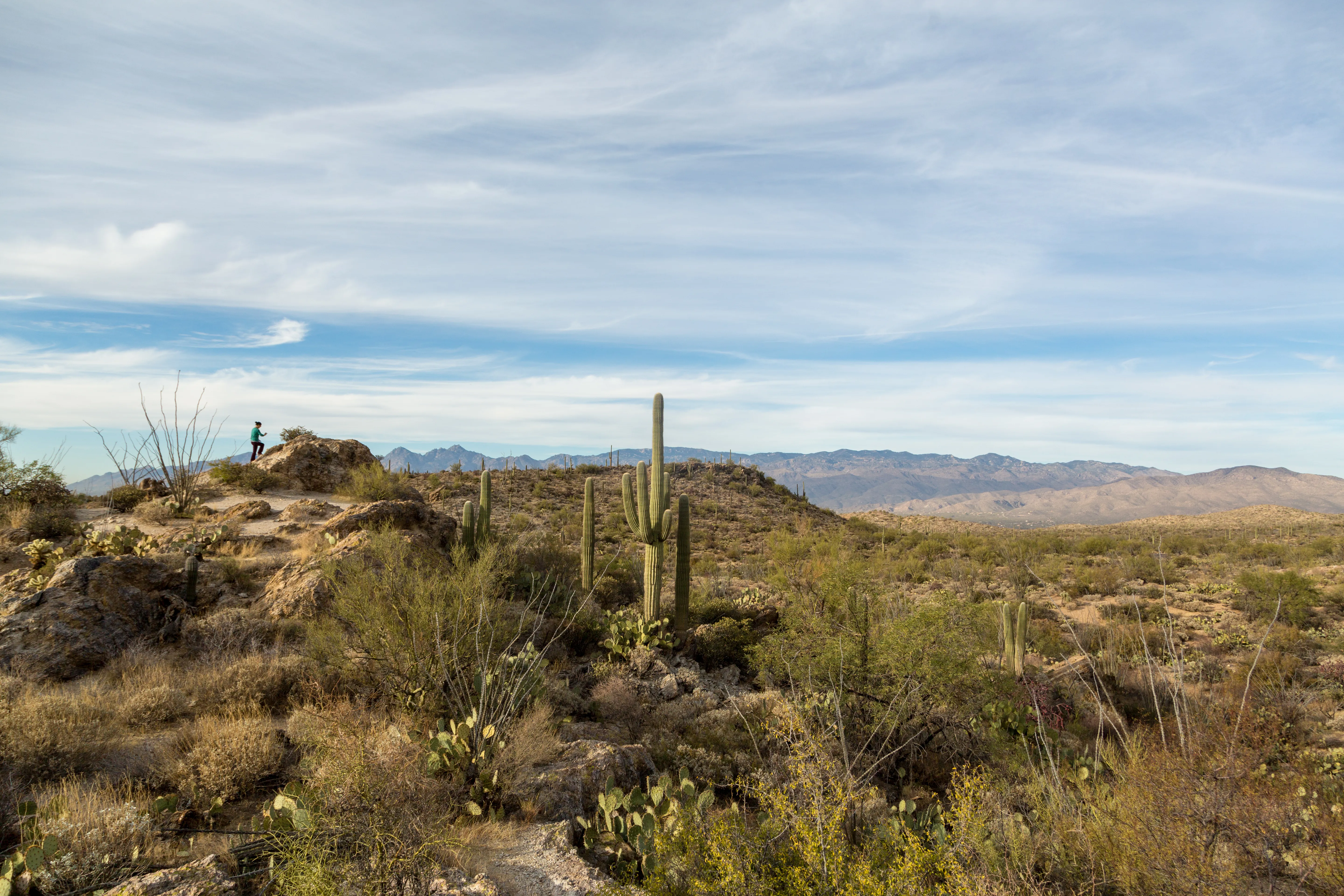 Drive the Cactus Forest Loop in Saguaro's Rincon Mountain District