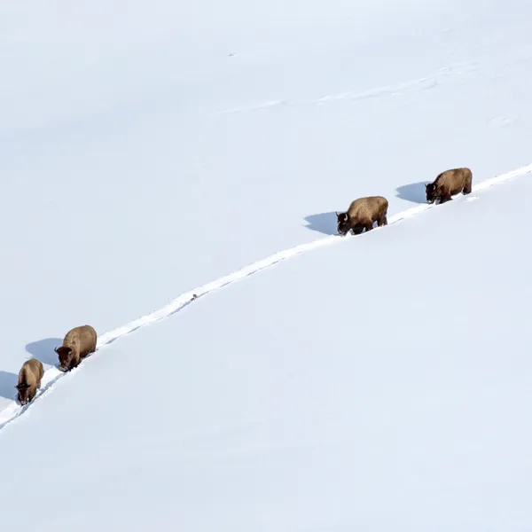 Recommendations for a Week in Yellowstone (Winter or Early Spring)