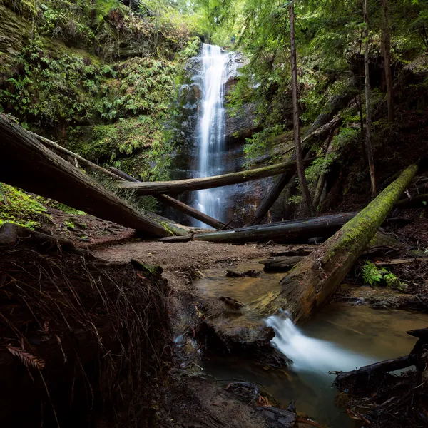 The Perfect Weekend Adventure at Big Basin State Park