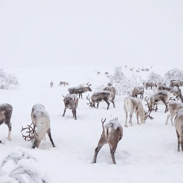 We Went Searching For Santa's Reindeer At -35 Degrees Celsius.