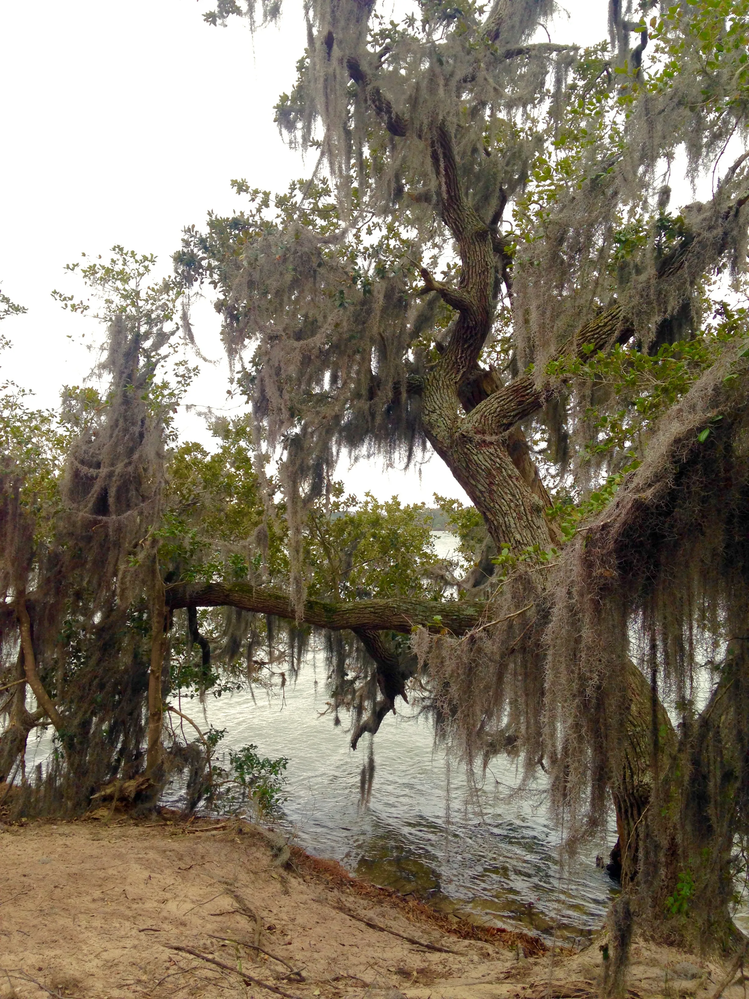 Hike the Osprey Trail at First Landing State Park