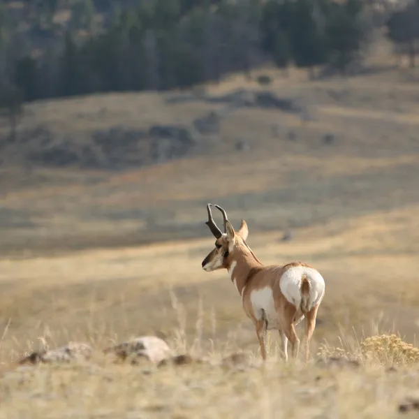 North America's Fastest Runner: The Pronghorn of Yellowstone