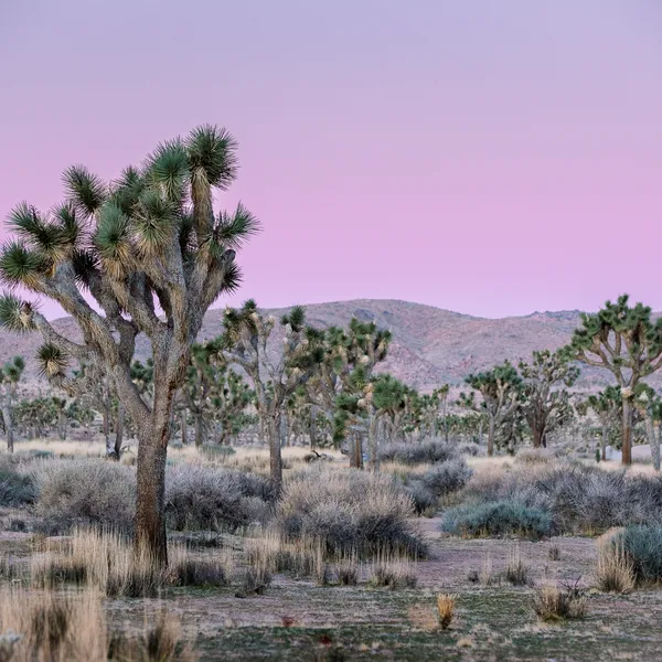 My First Trip Down to Joshua Tree National Park