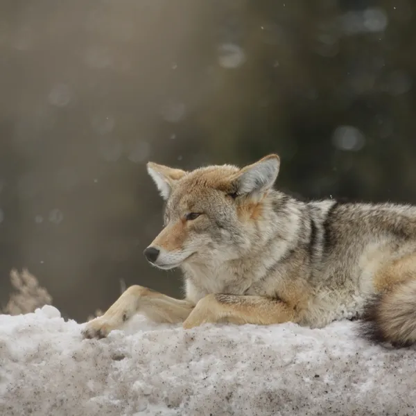 Yellowstone's Most Adaptable Animal: The Coyote