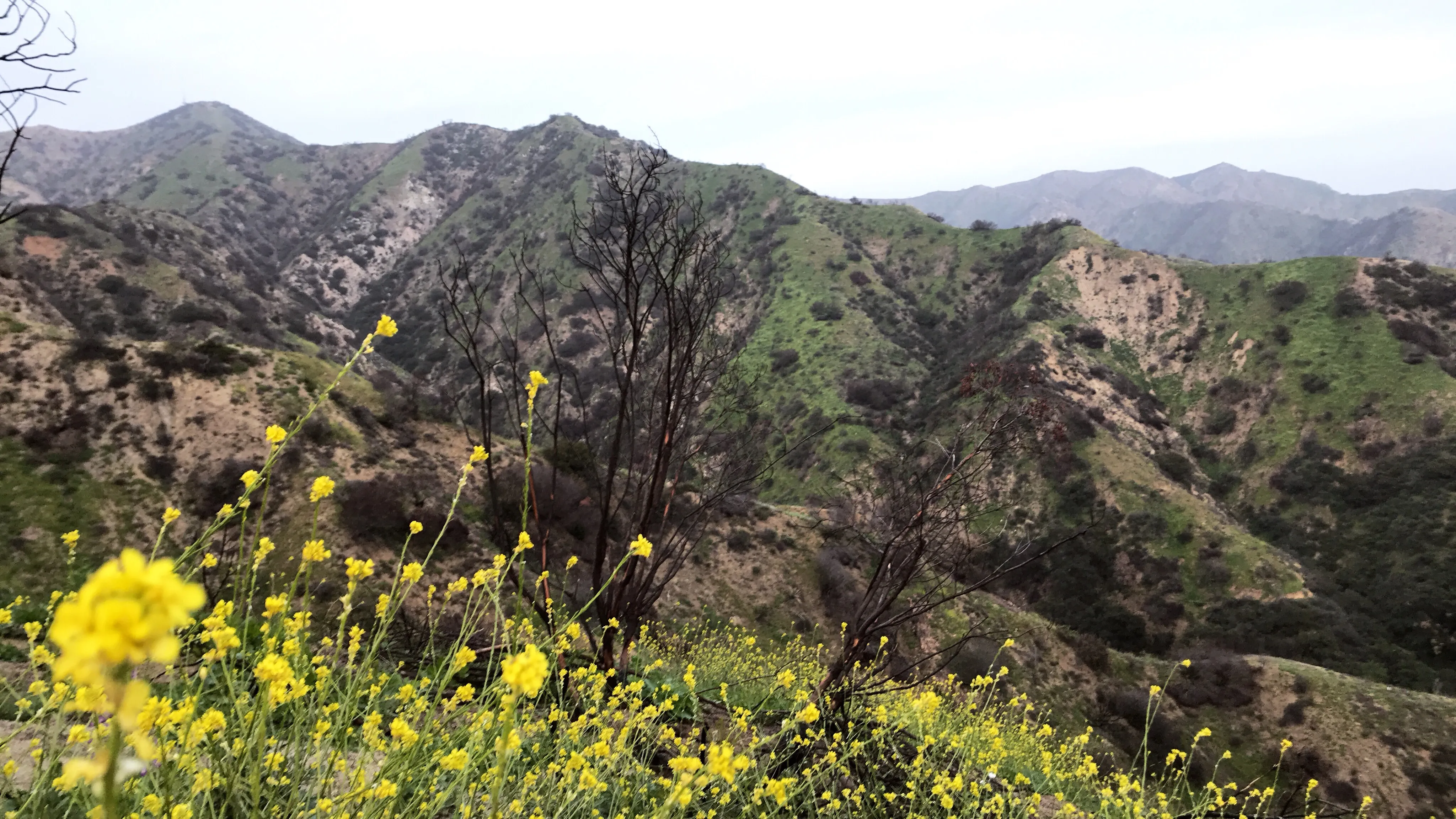 Verdugo Crest Trail 