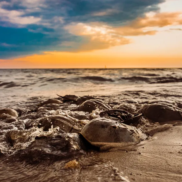 How to Experience Delaware's Horseshoe Crab Phenomenon