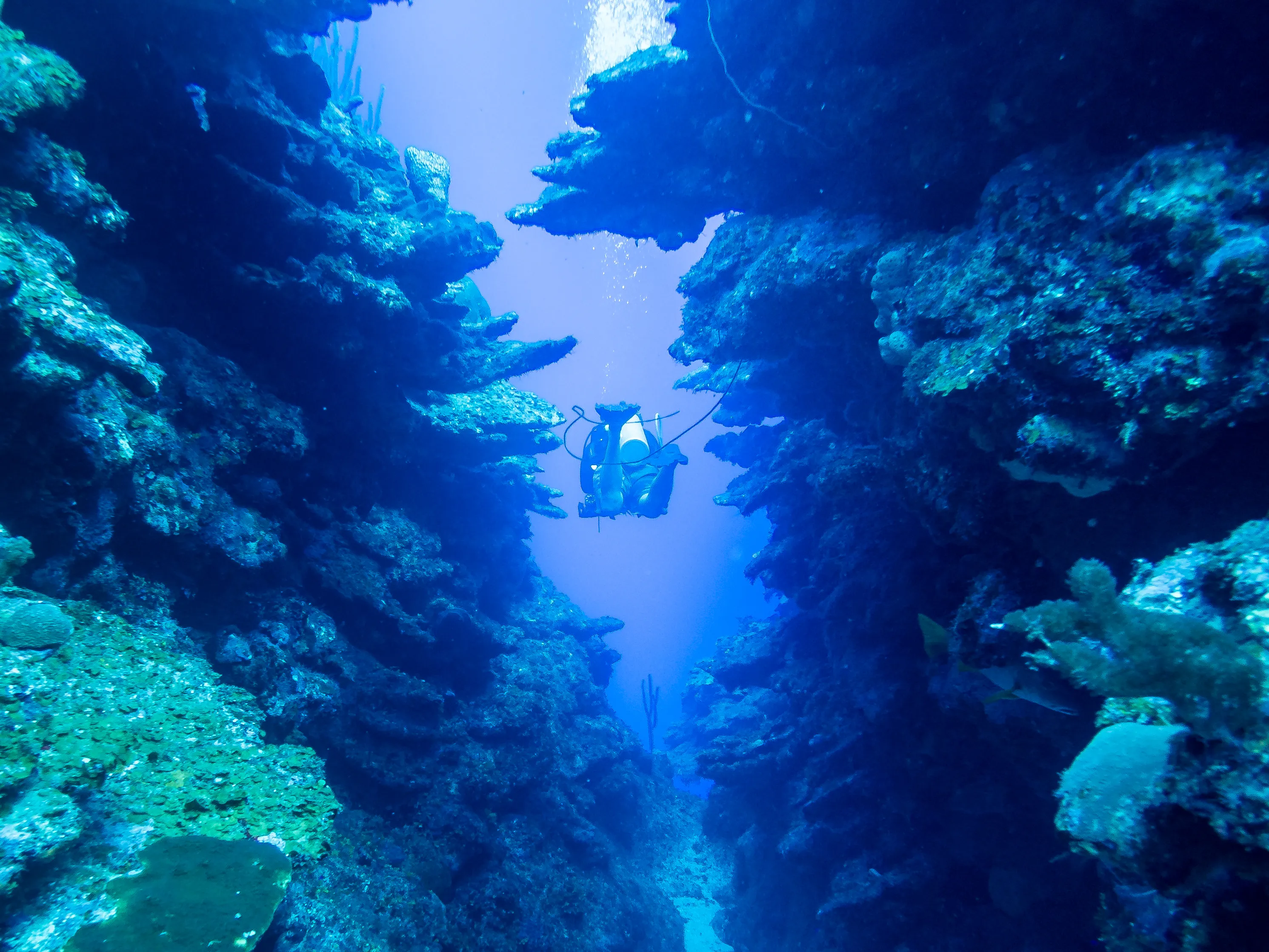 Dive Canyon Reef