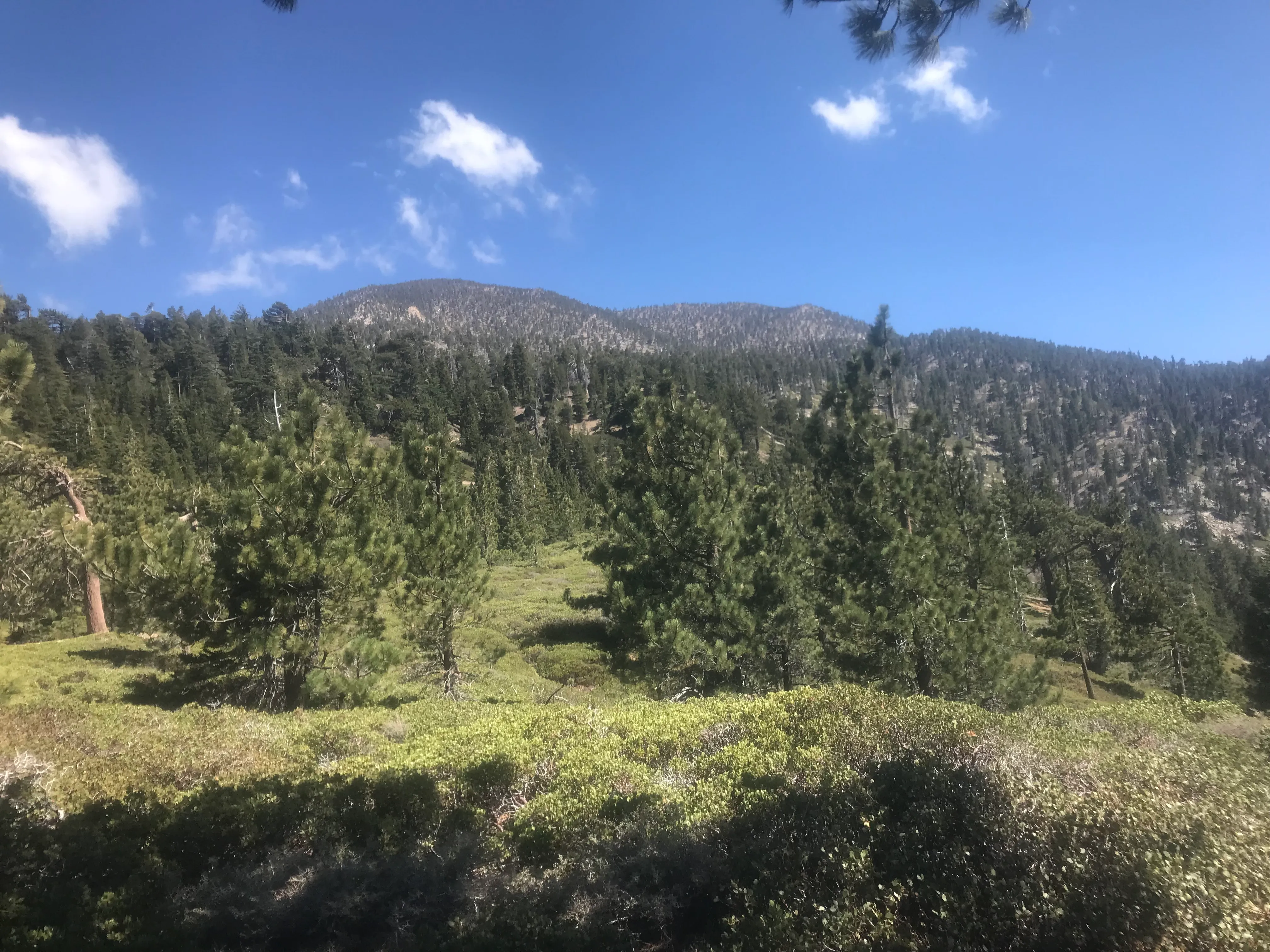 Summit Mt. San Bernardino from Angelus Oaks