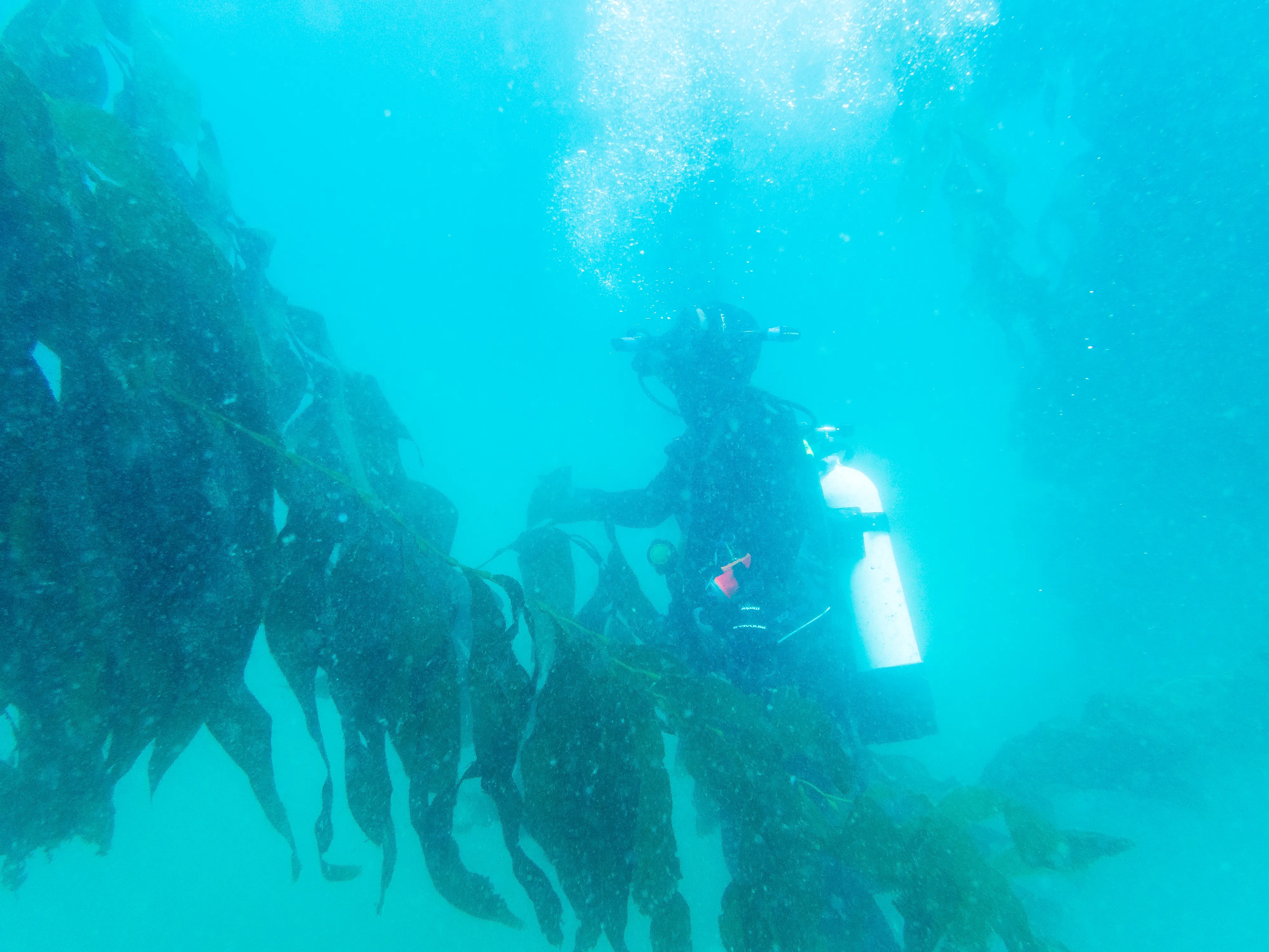 Dive East Cat Rock