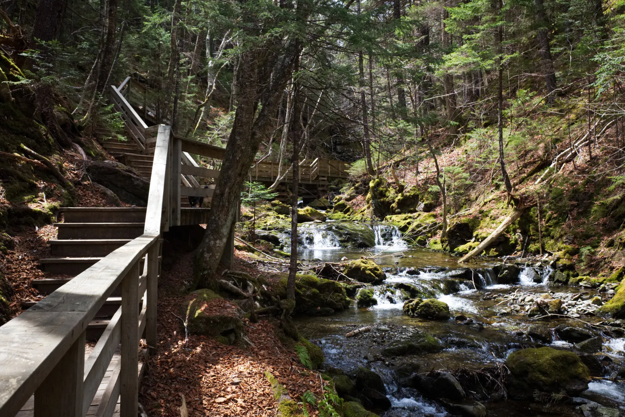 Dickson Falls