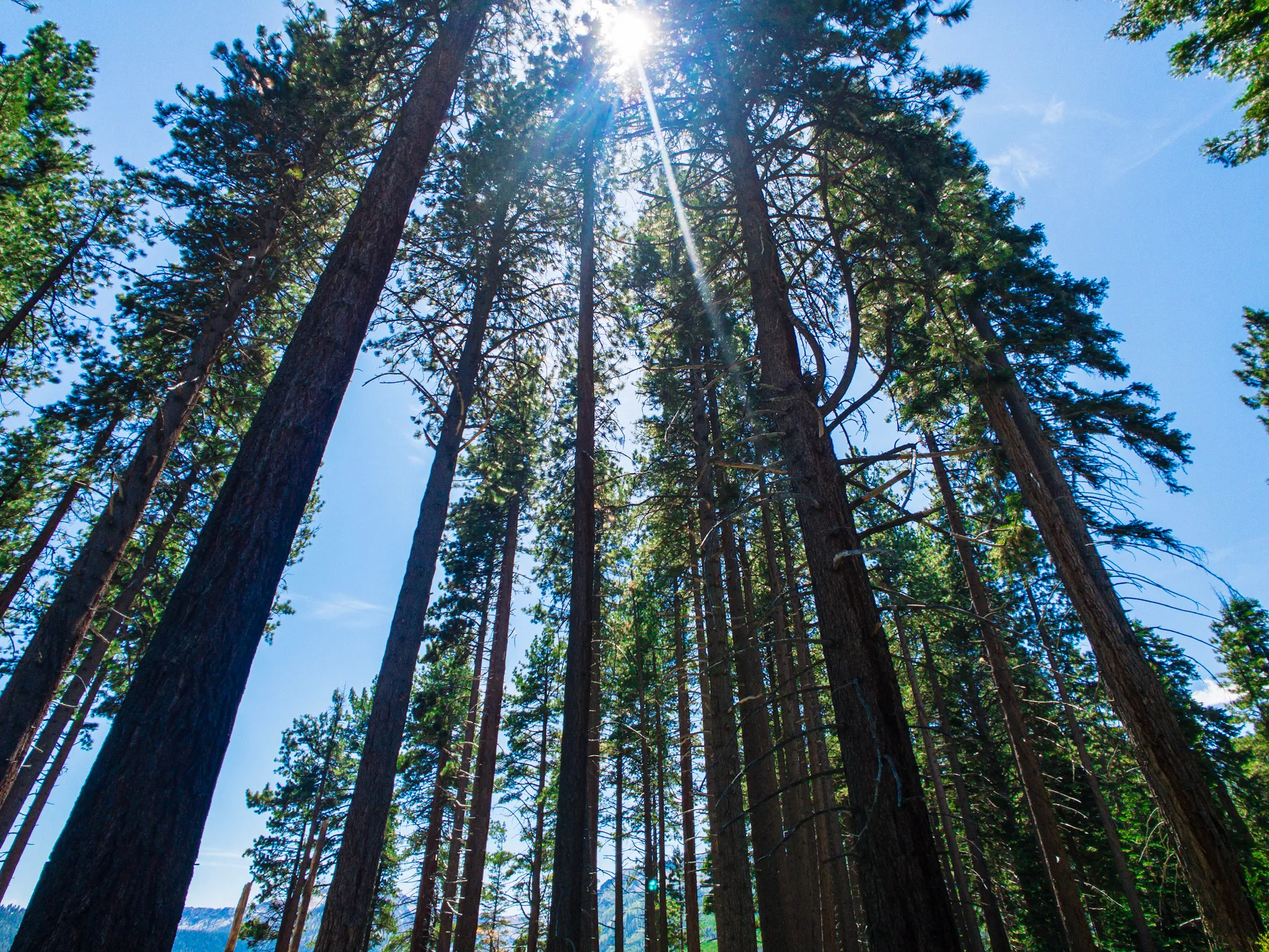 Hike the Fallen Leaf Lake Trail 
