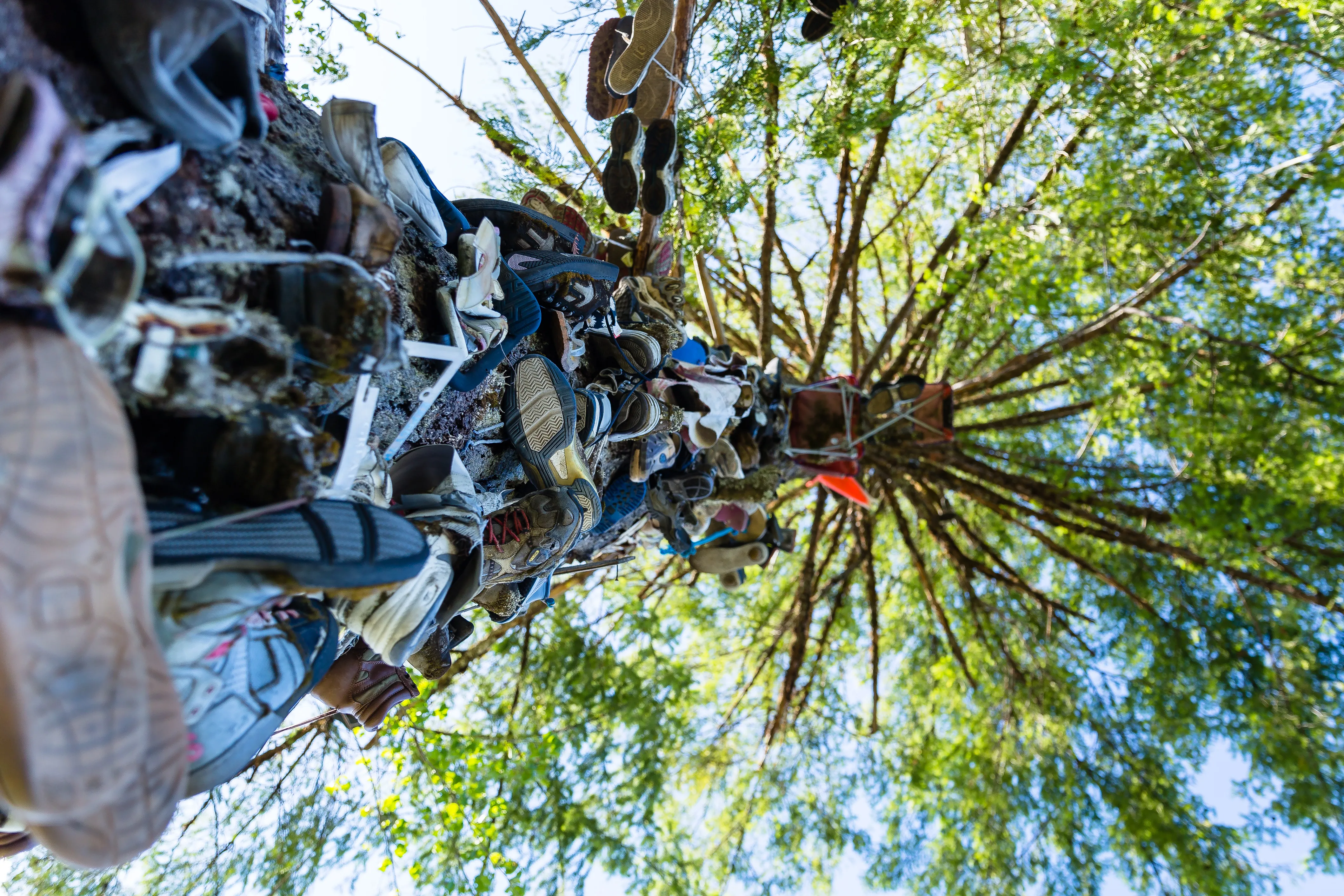 Great Central Lake Shoe Tree (Removed)