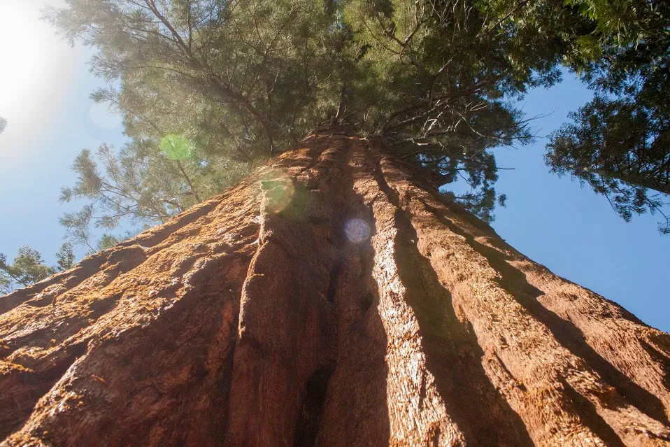 Trail of 100 Giants