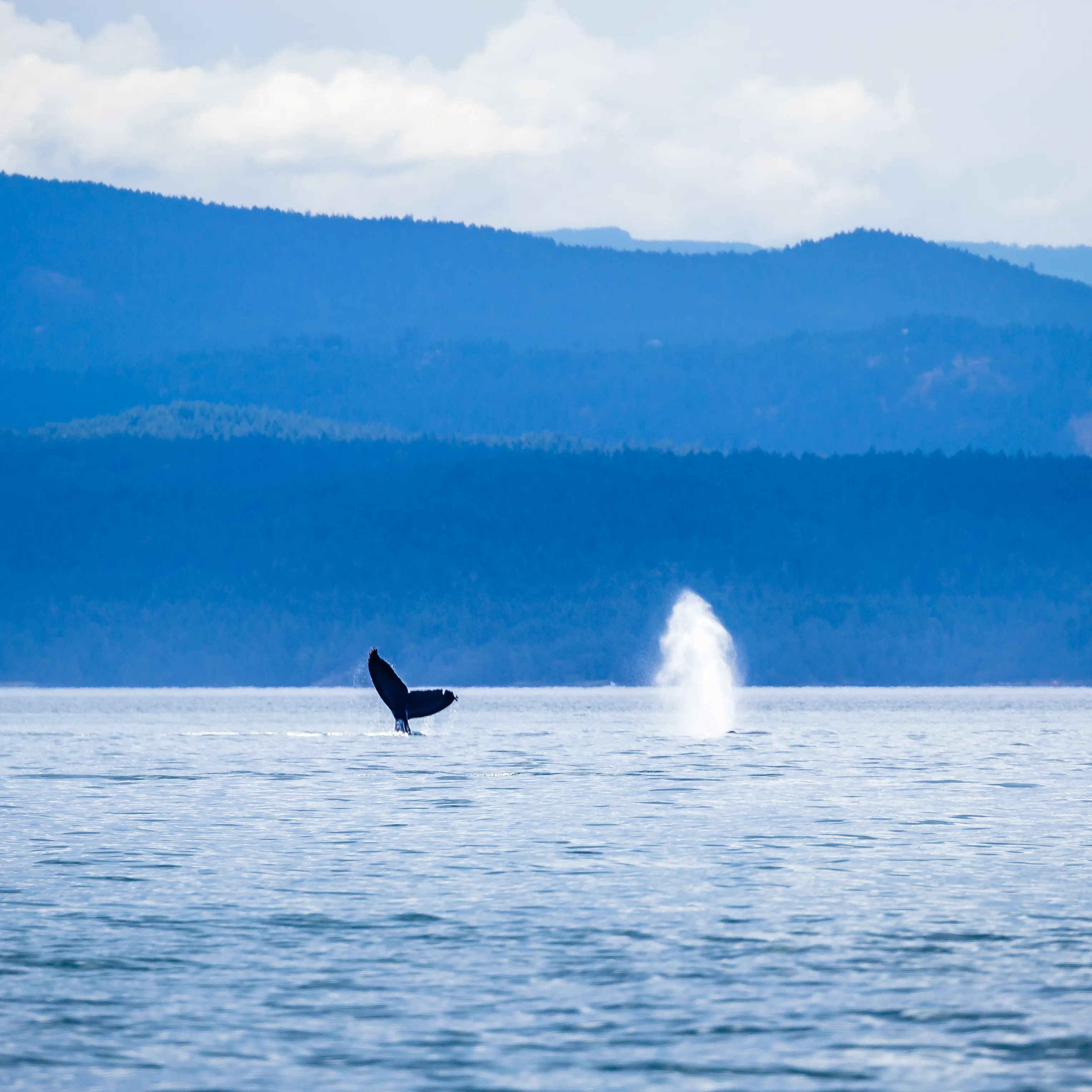 Go Whale Watching from Rosario Harbor