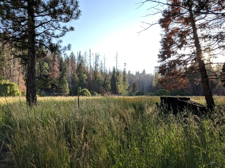 Camp at Redwood Meadow