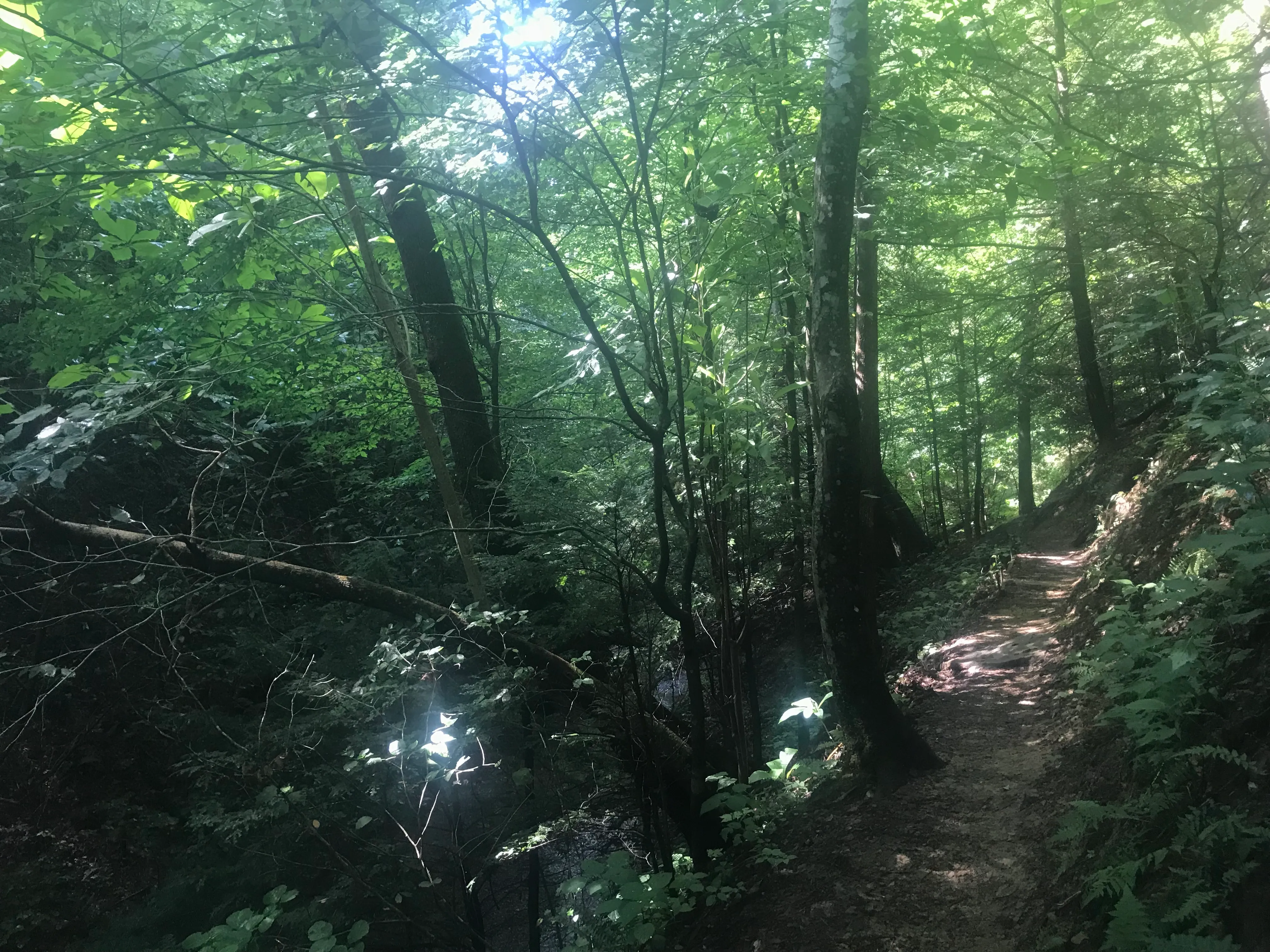 Hike CCC Snipe Trail Loop via Alligator Rock