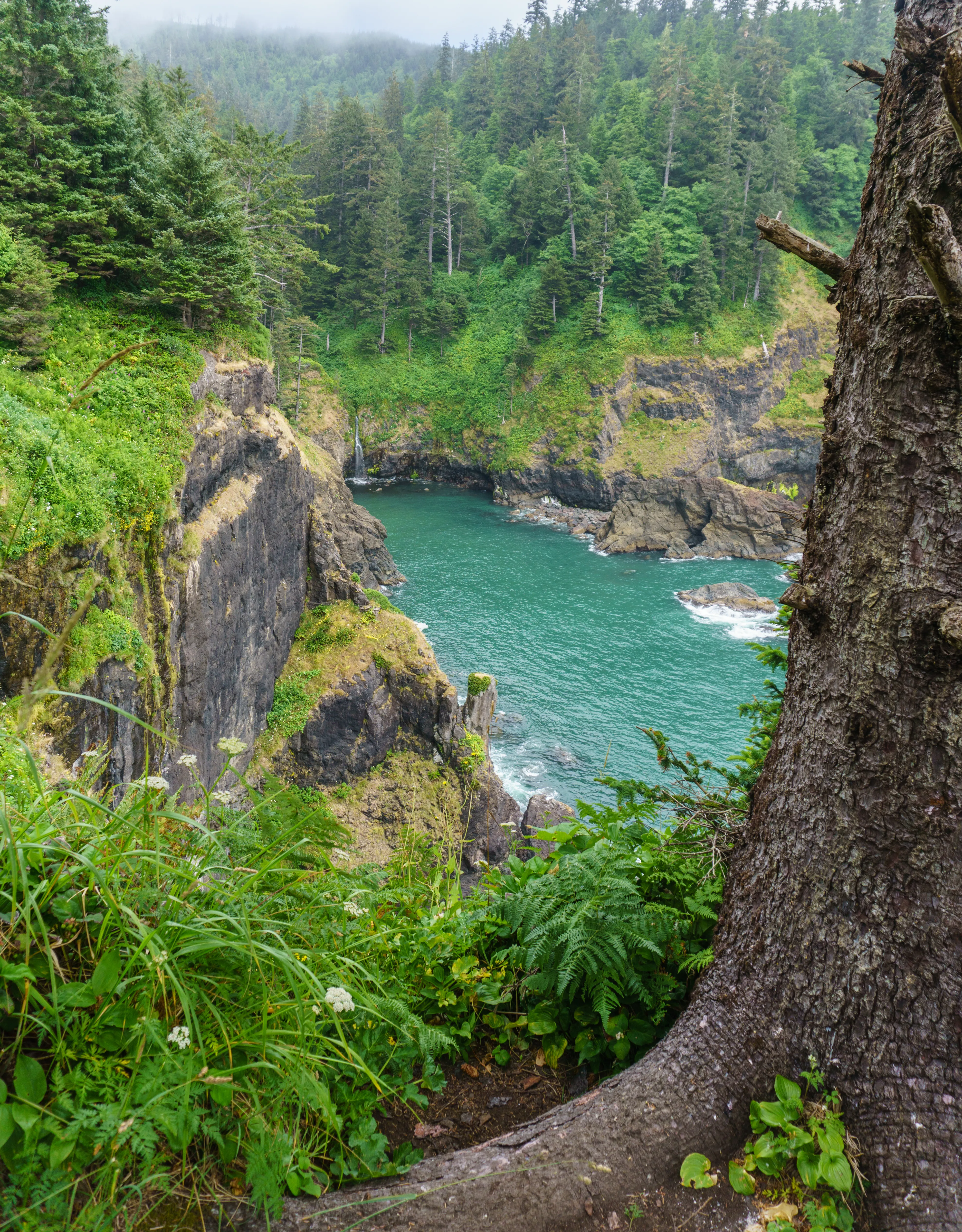 Hart's Cove Trail