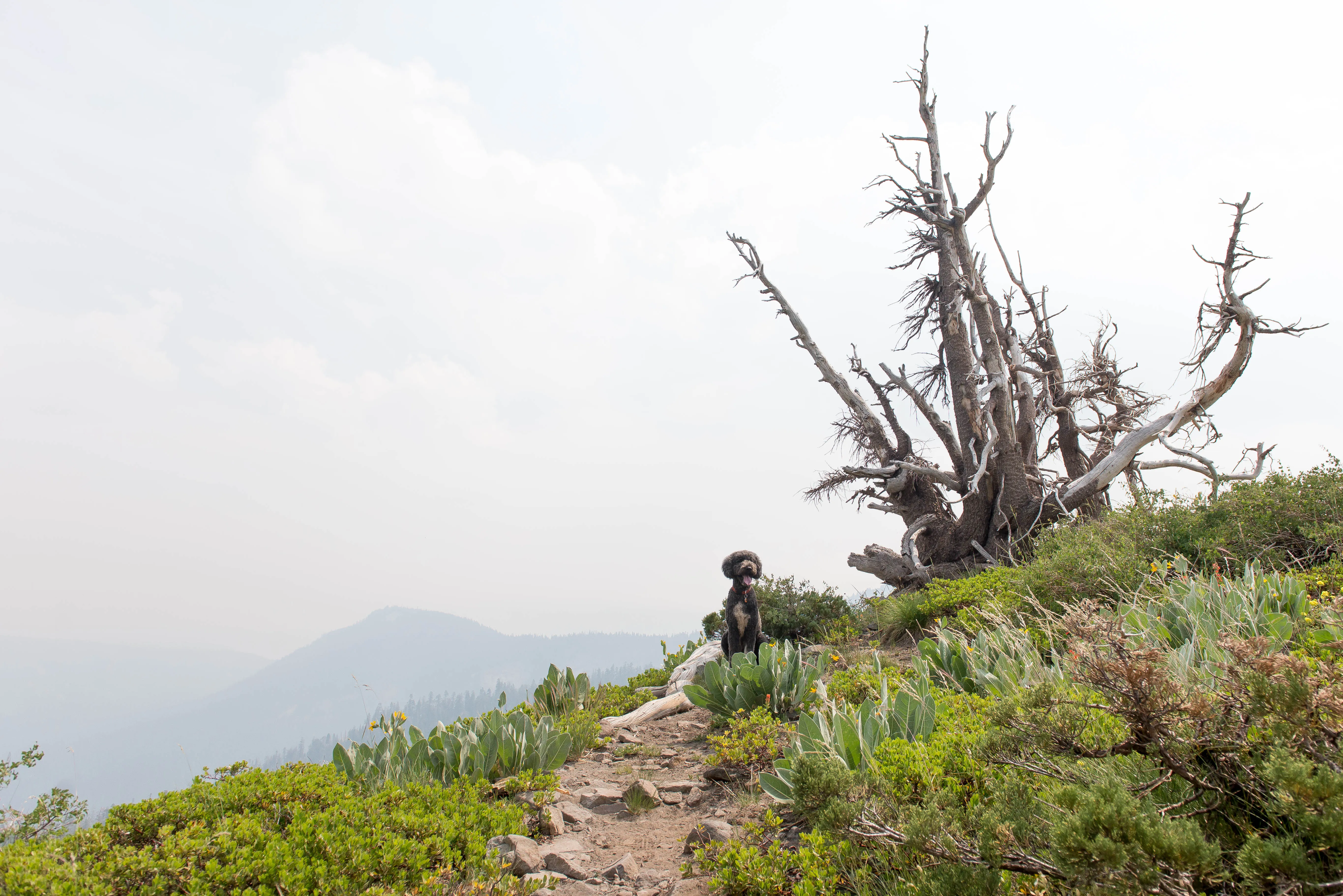 Hike the Ellis Peak Trail 