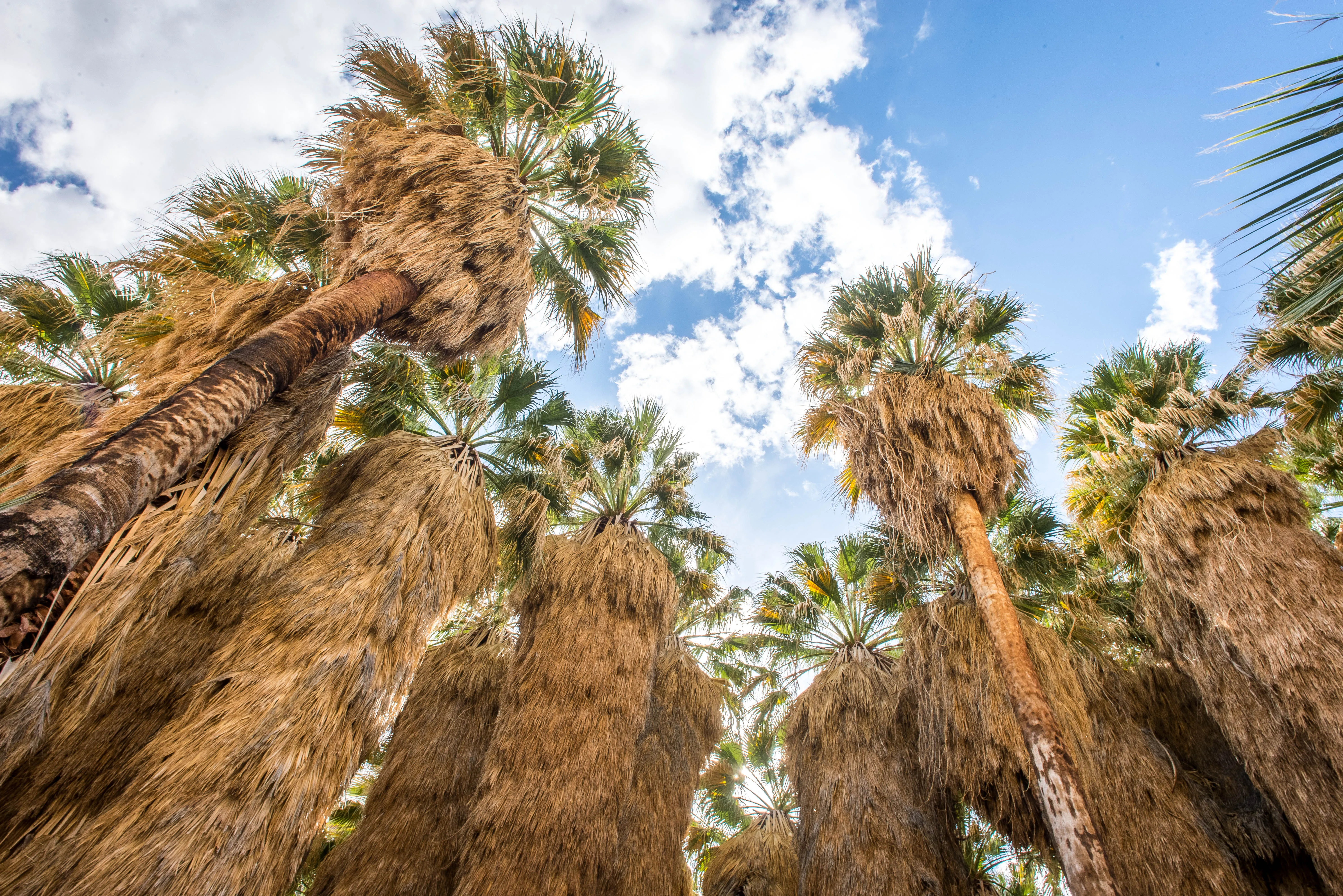 Borrego Palm Canyon