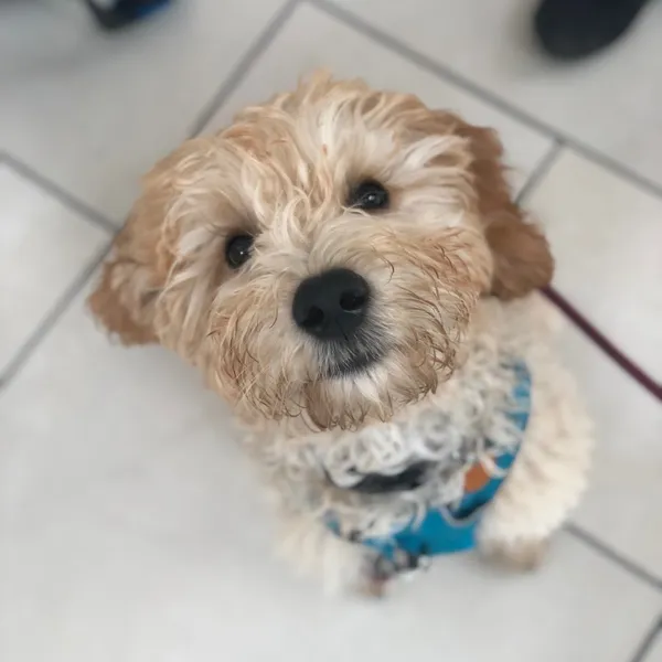 The Dogs of Outdoor Retailer Summer 2018