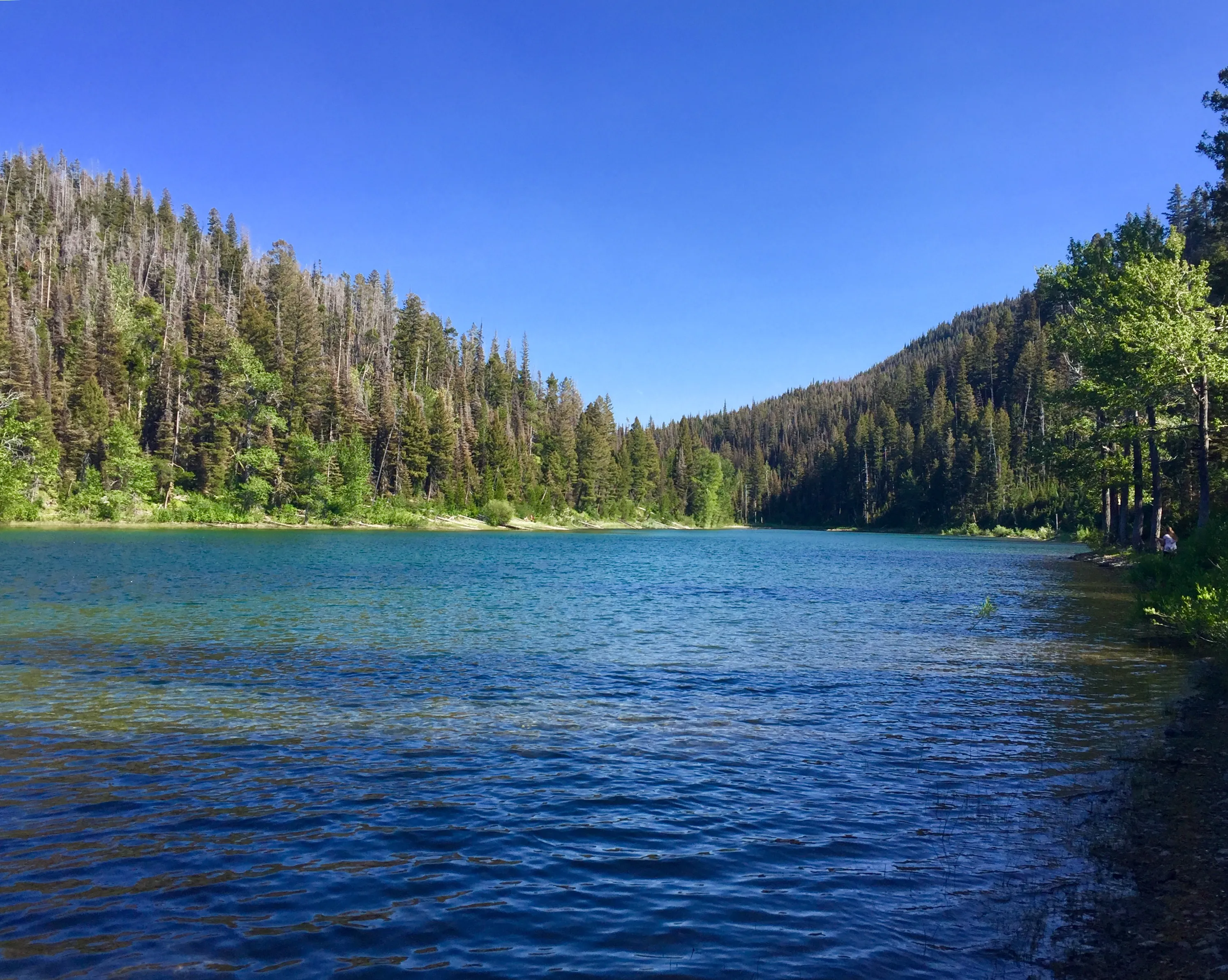 Pick Huckleberries at Reservoir Lake