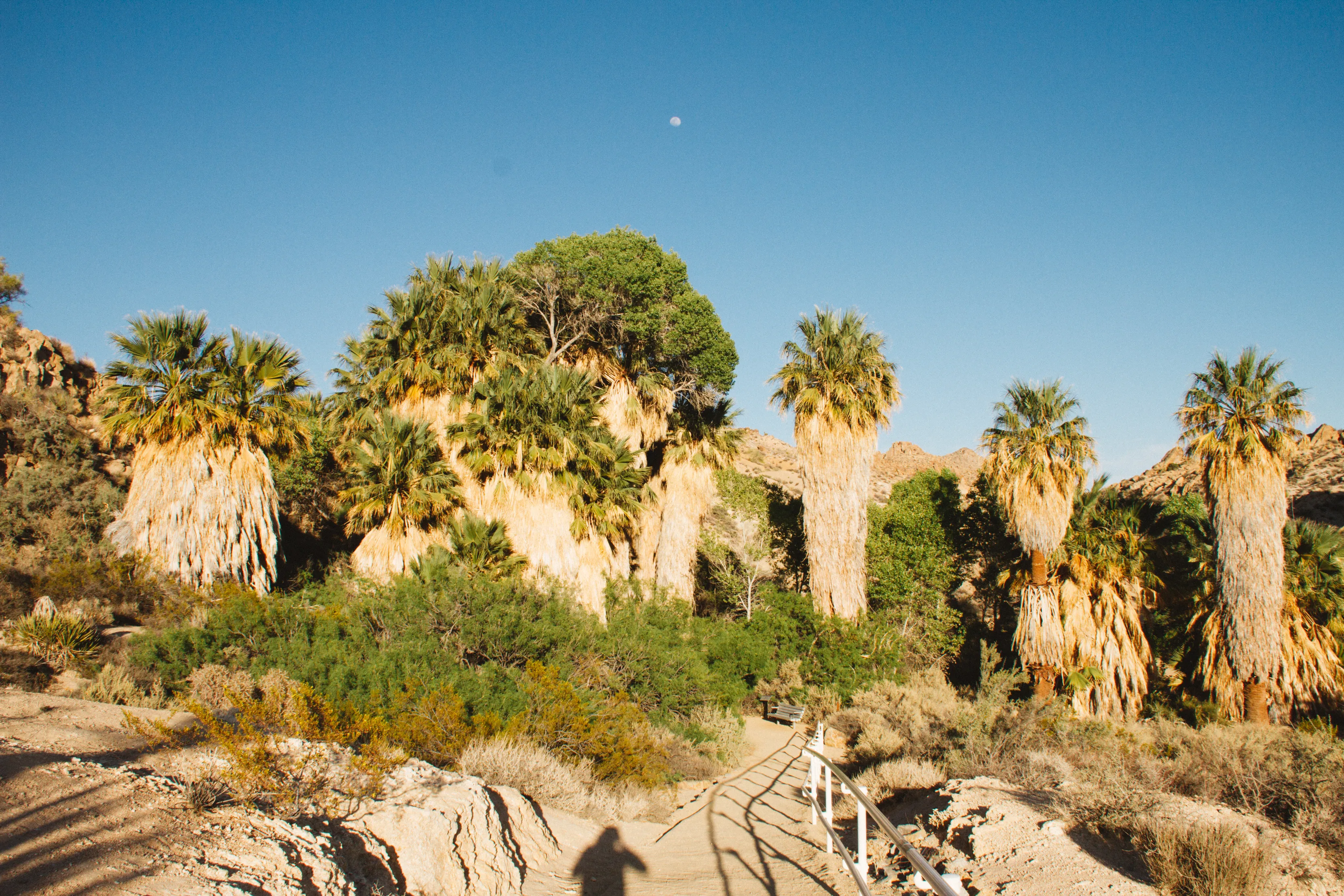 Explore Cottonwood Spring 