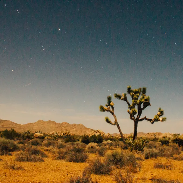 24 Hours in Joshua Tree National Park