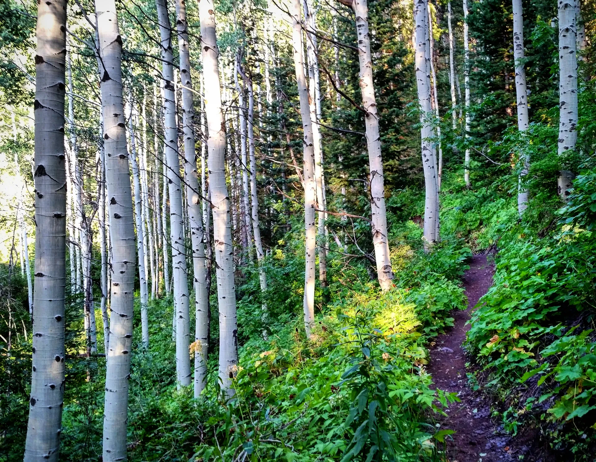 Hike Thayne Canyon