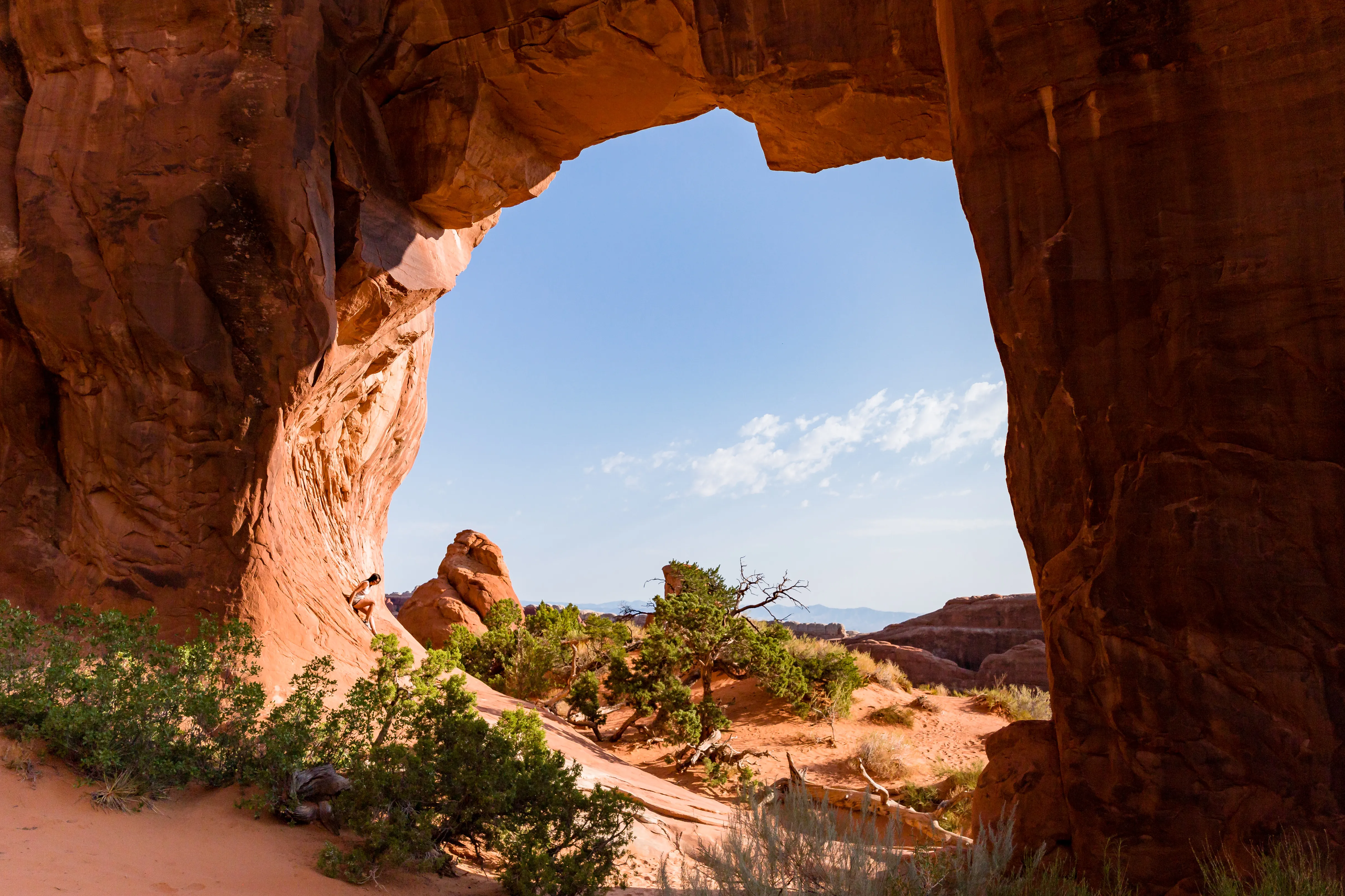 Pine Tree Arch