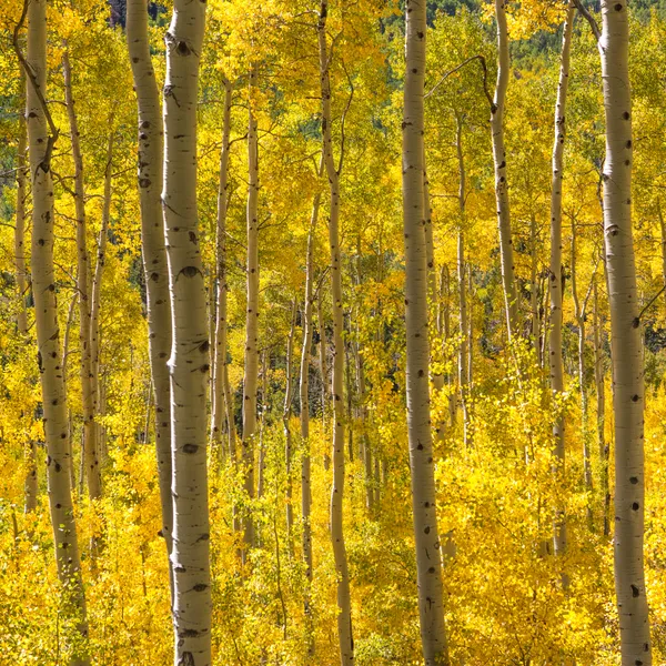 It's Time for Fall Color in Rocky Mountain National Park