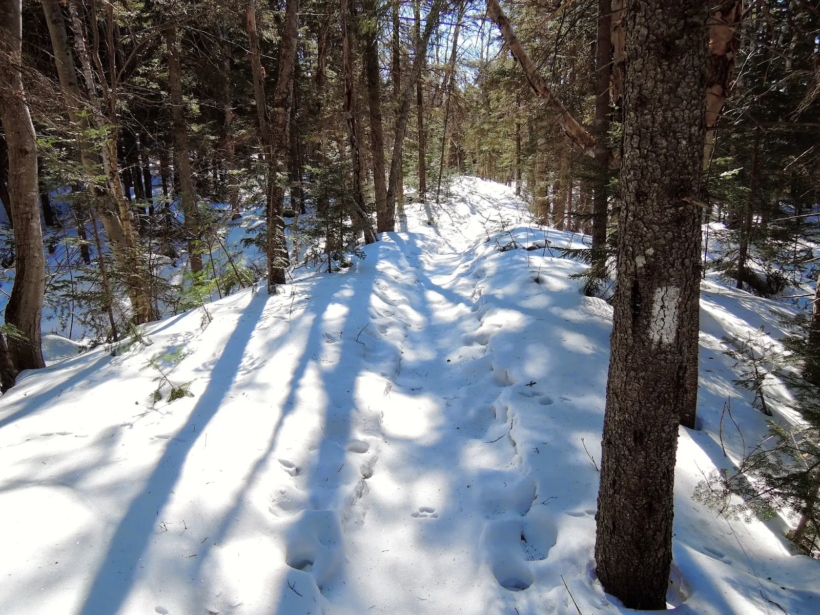Ski Touring the Pemigewasset Wilderness Traverse