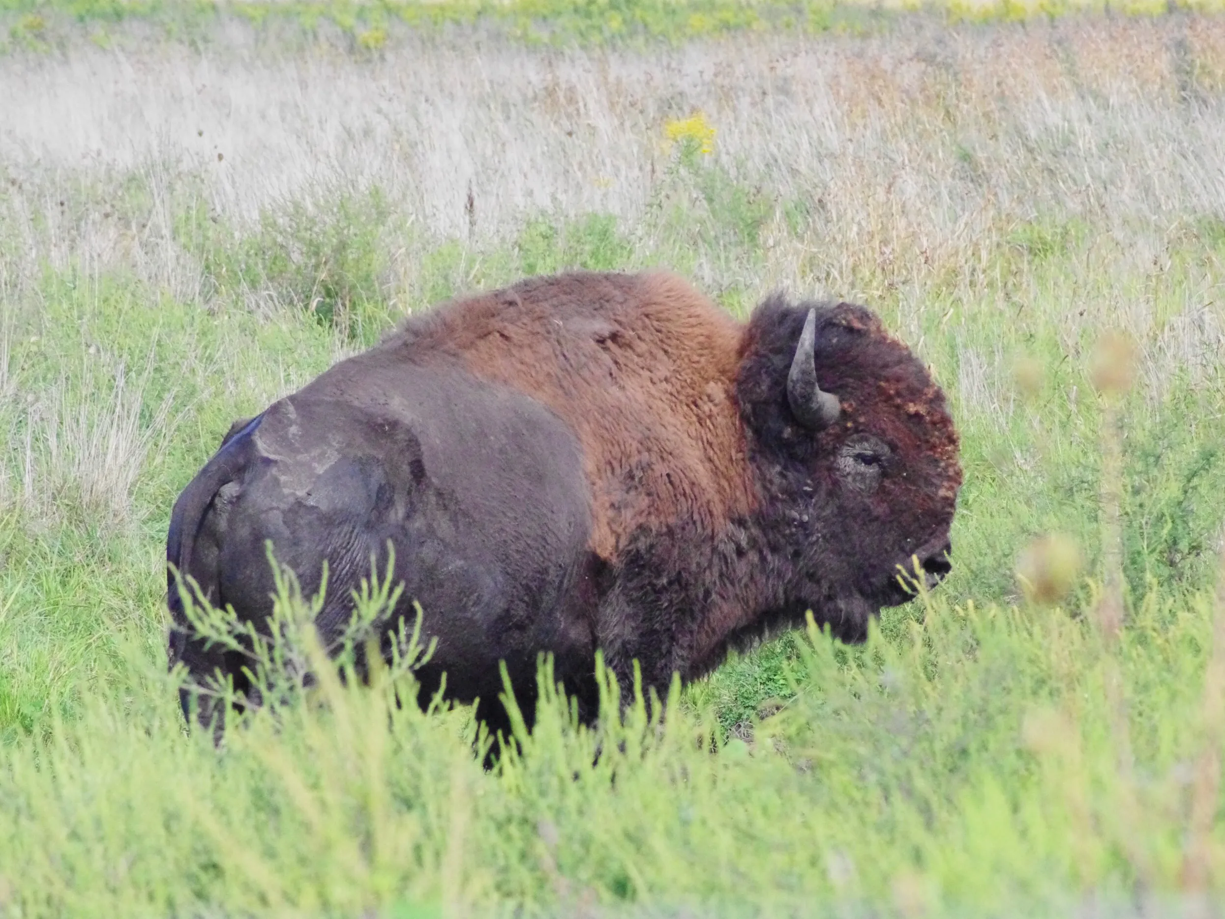 Buffalo Viewing Trail 