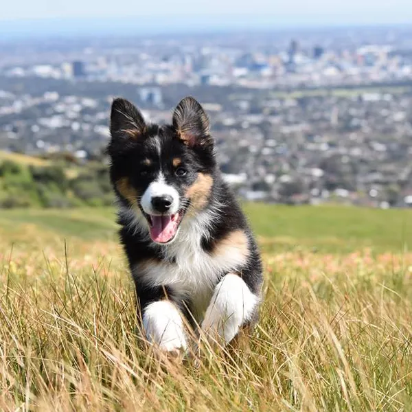 8 Reasons to Enlist a Furry Friend as Your Adventure Buddy 