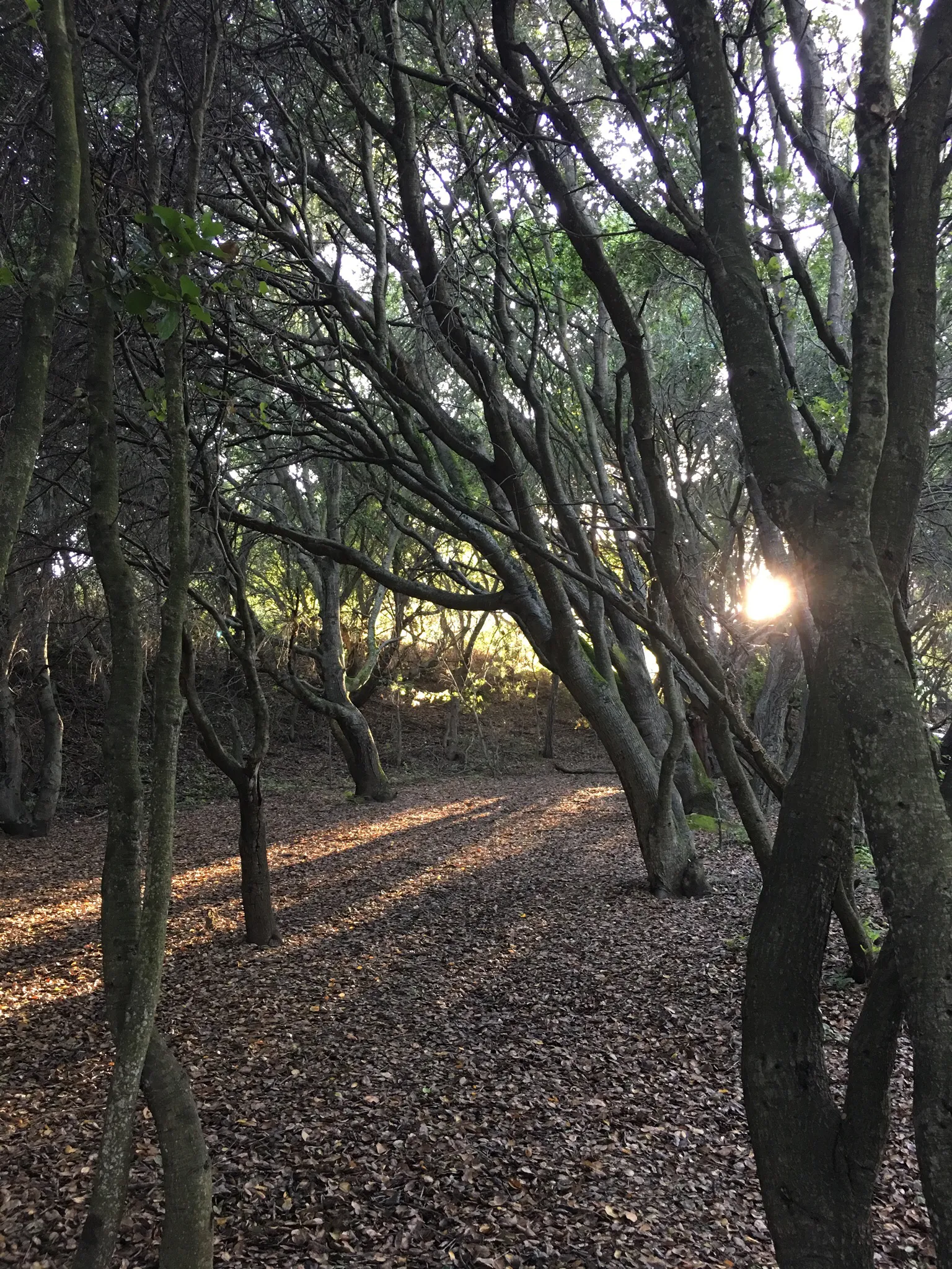 Lake Chabot Regional Park Loop