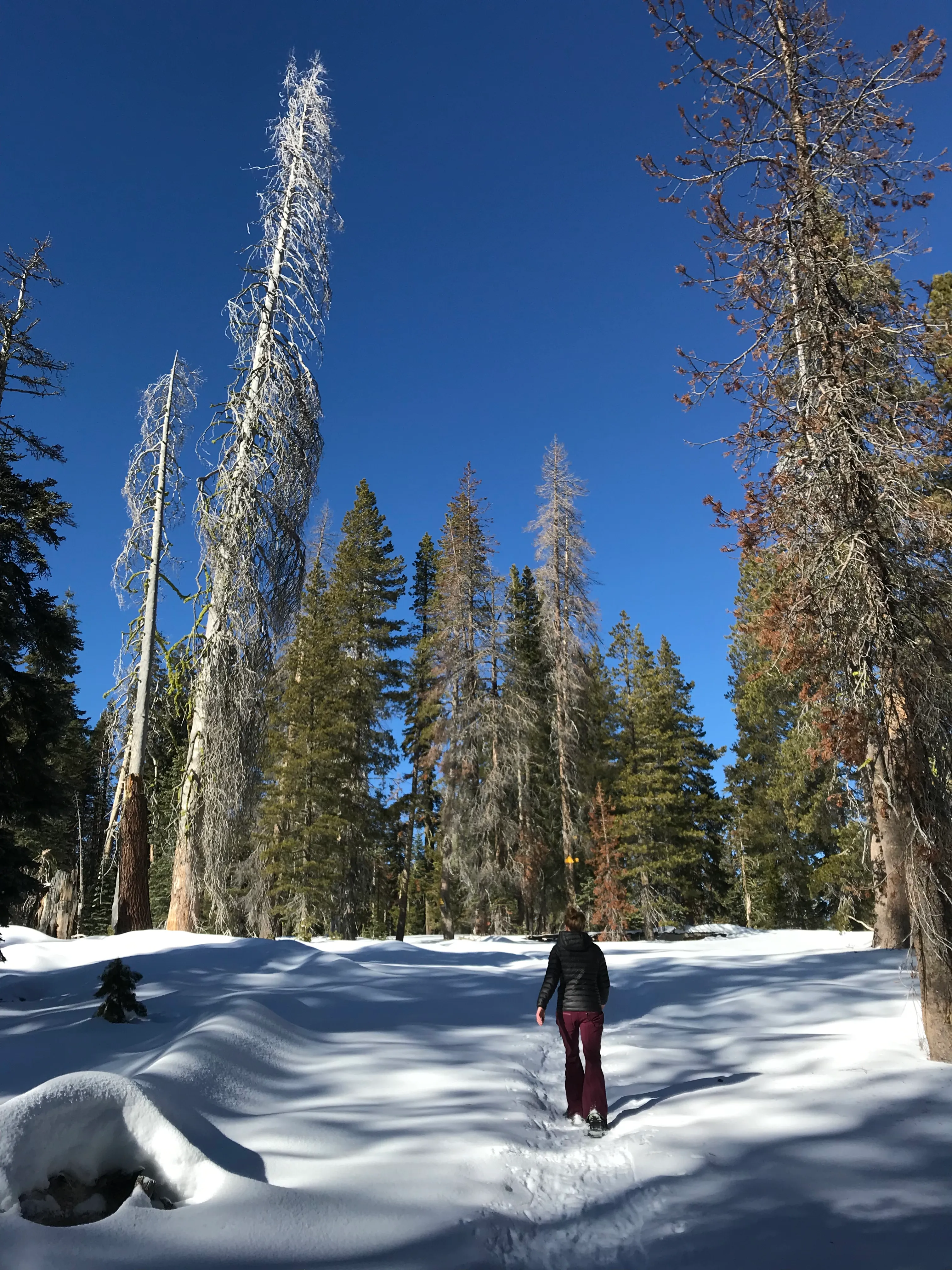 Dewey Point via Badger Pass Ski Area